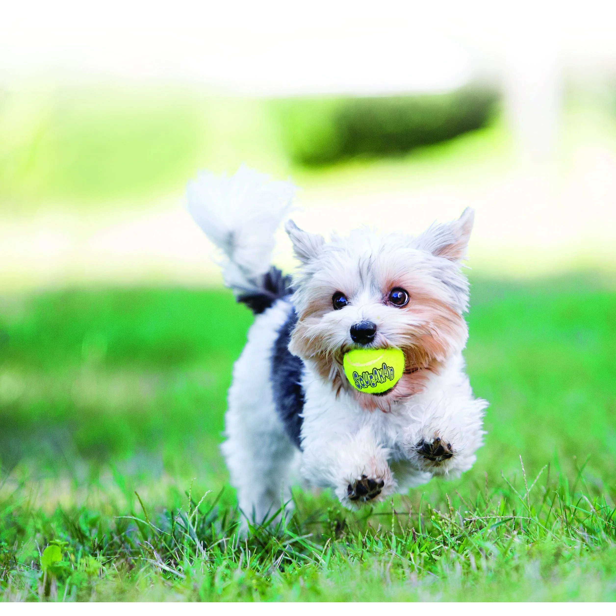 KONG Airdog Squeaker Ball Medium Dog Toy - Image 2