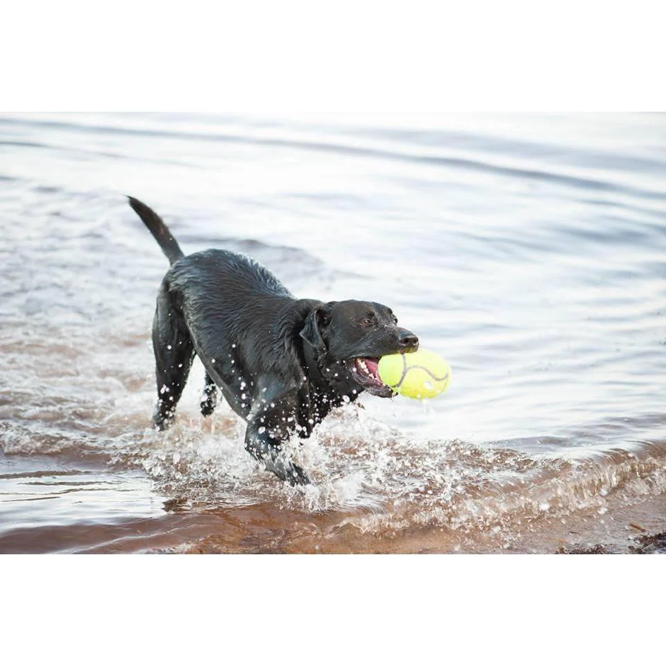 KONG Airdog Squeaker Dumbbell Medium Dog Toy - Image 3