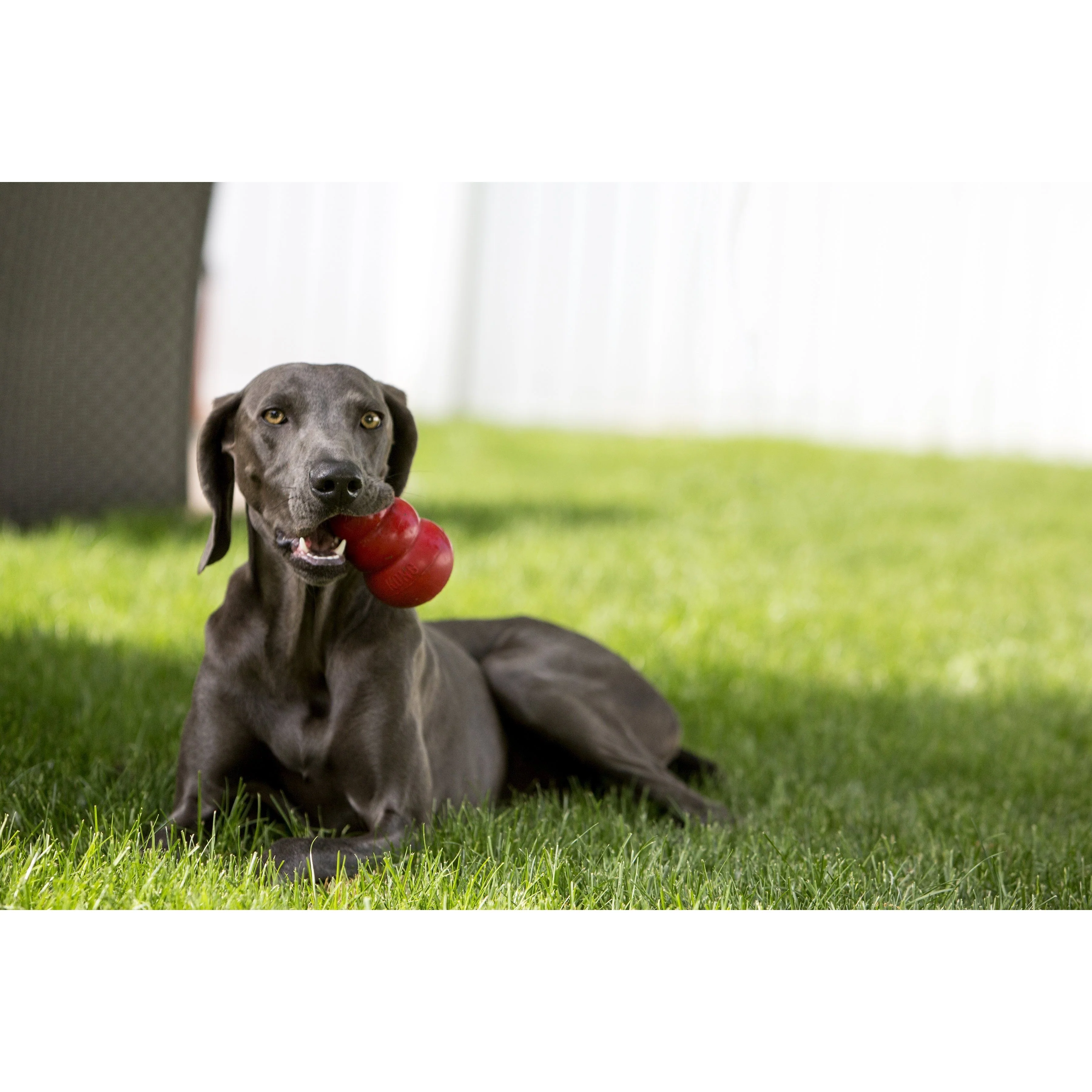 KONG Classic King Dog Toy - Image 3