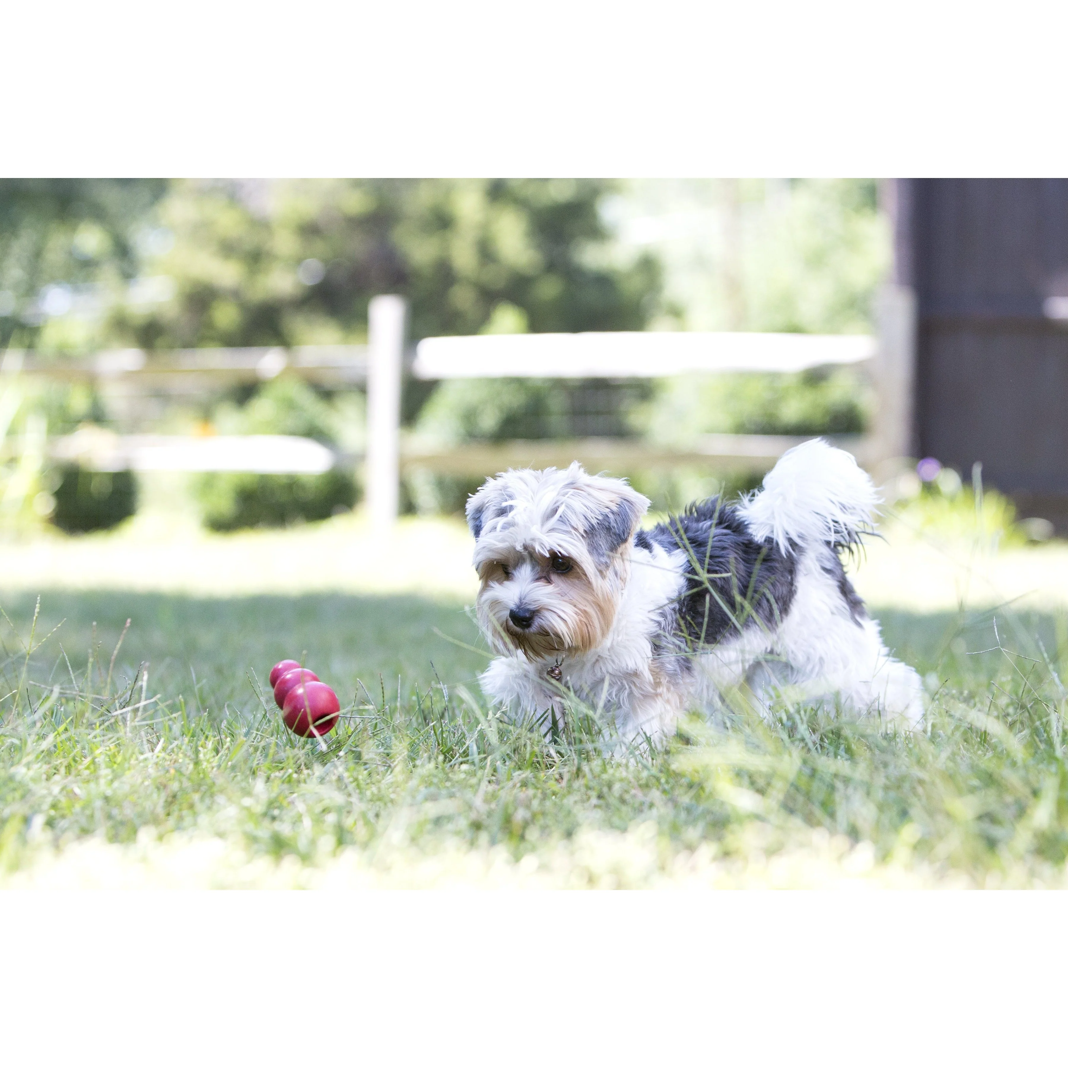 KONG Classic Small Dog Toy - Image 3