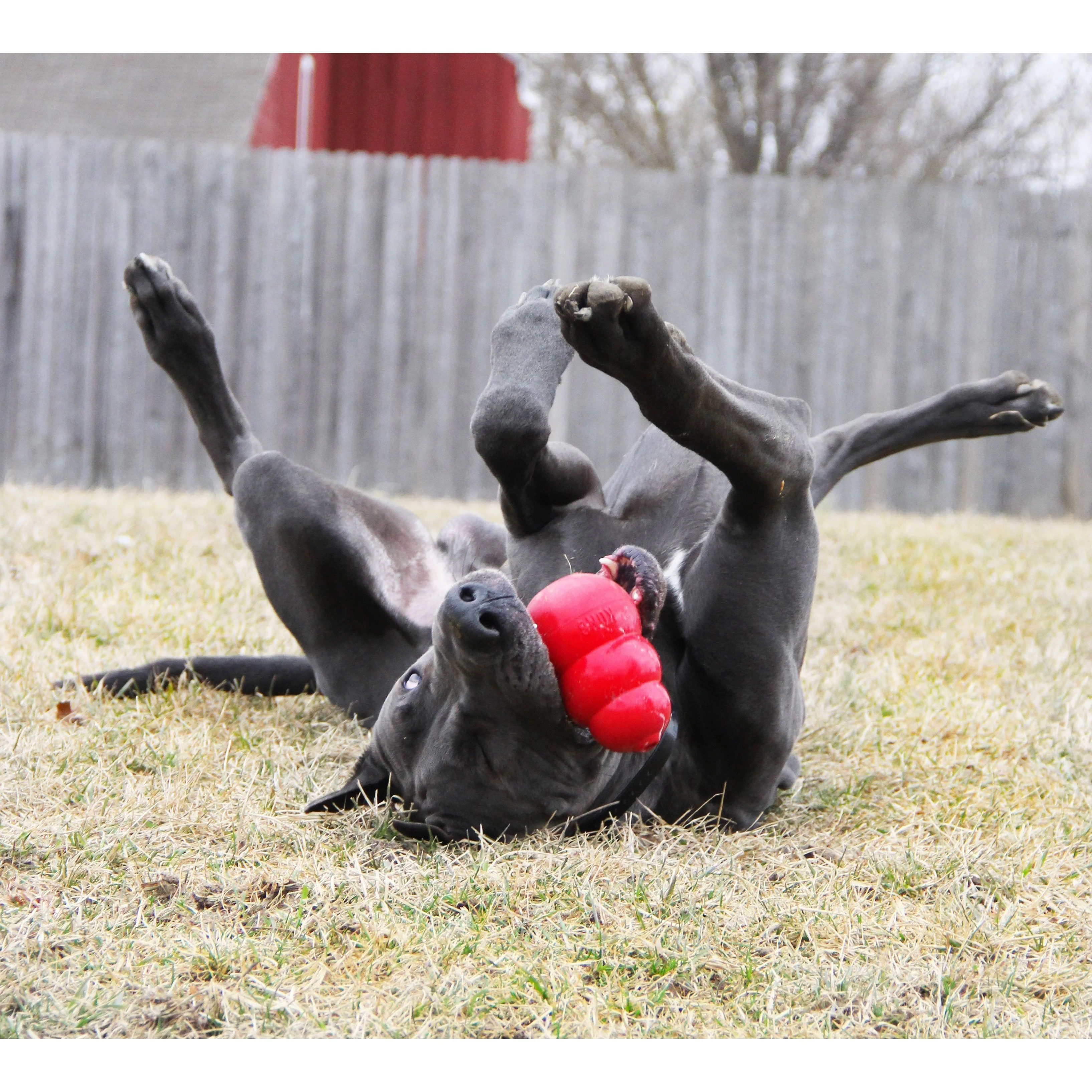 KONG Classic Extra Large Dog Toy - Image 3