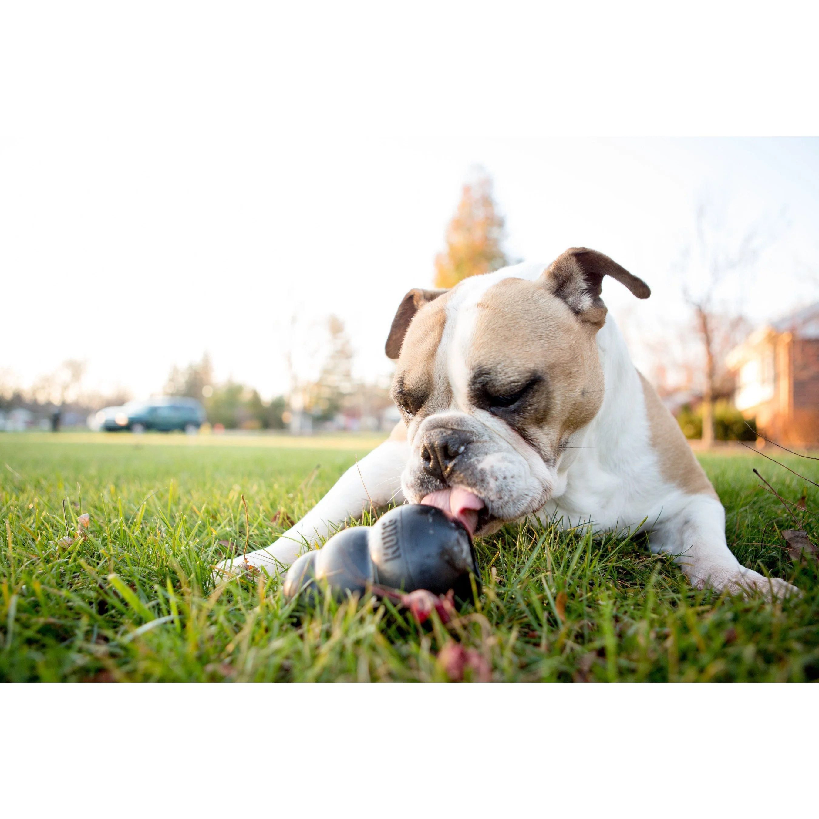 KONG Extreme Small Dog Toy - Image 3