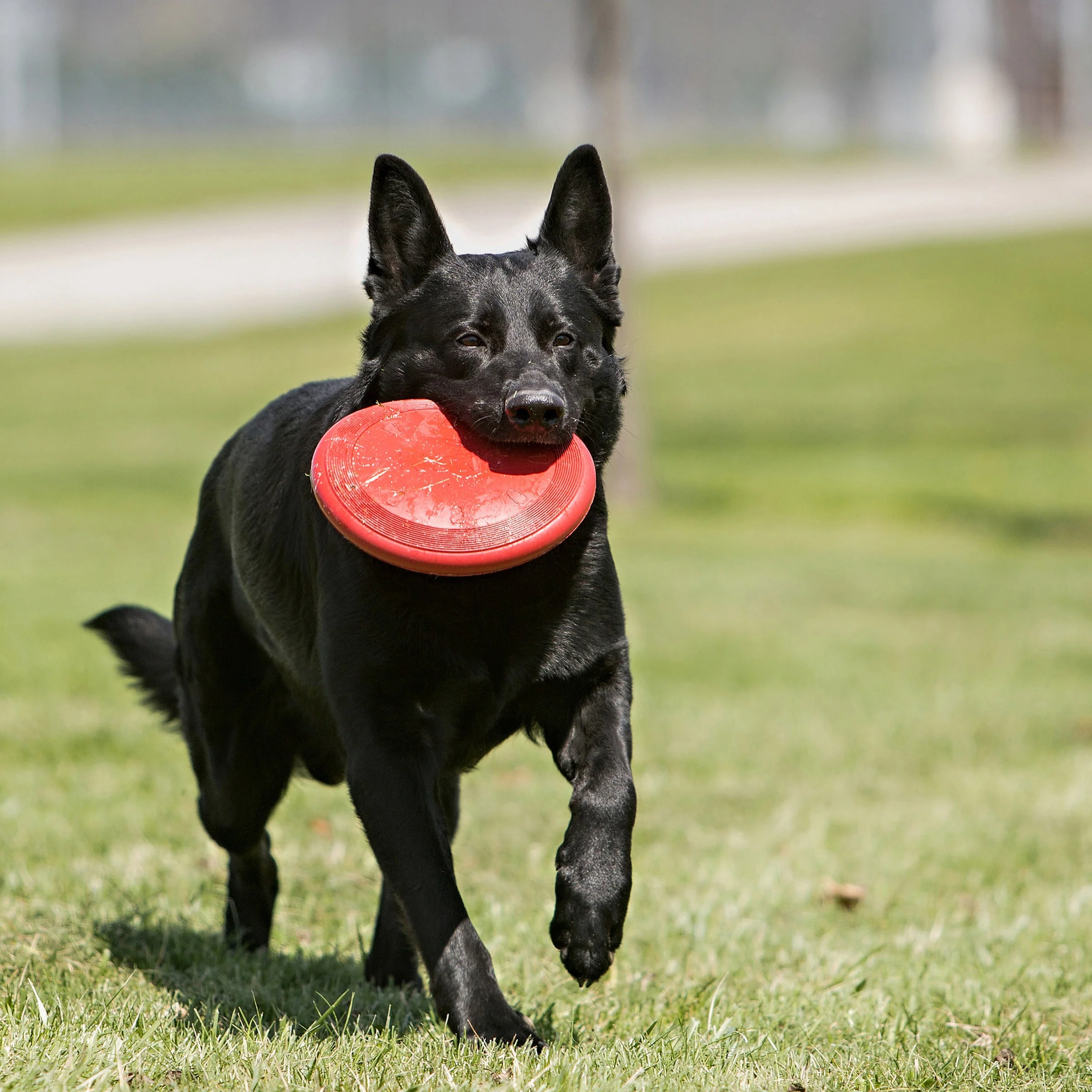 KONG Classic Flyer Dog Toy - Image 3