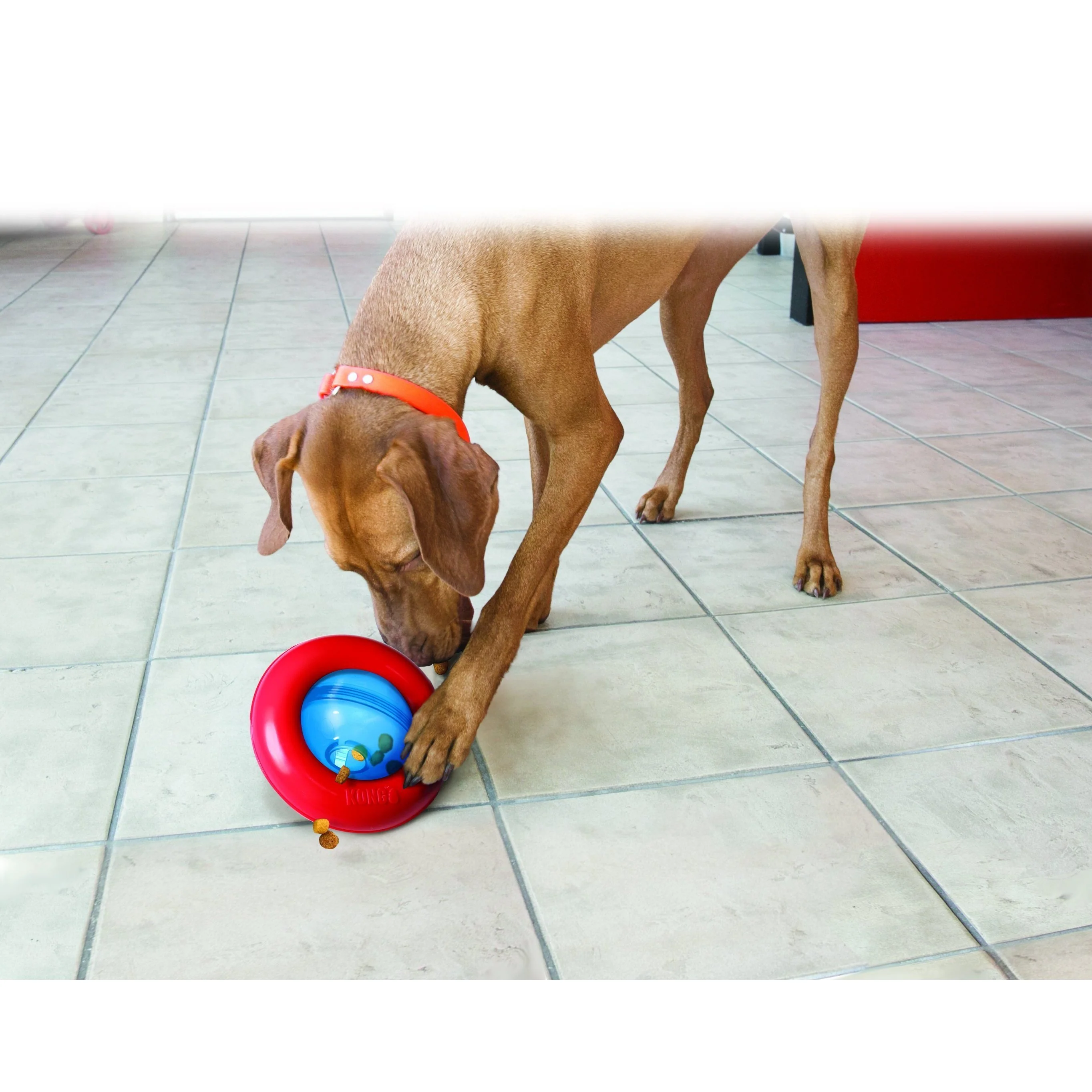 KONG Gyro Large Dog Toy - Image 2
