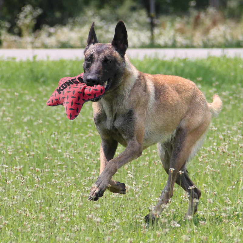 KONG Maxx Star Small to Medium Dog Toy - Image 3