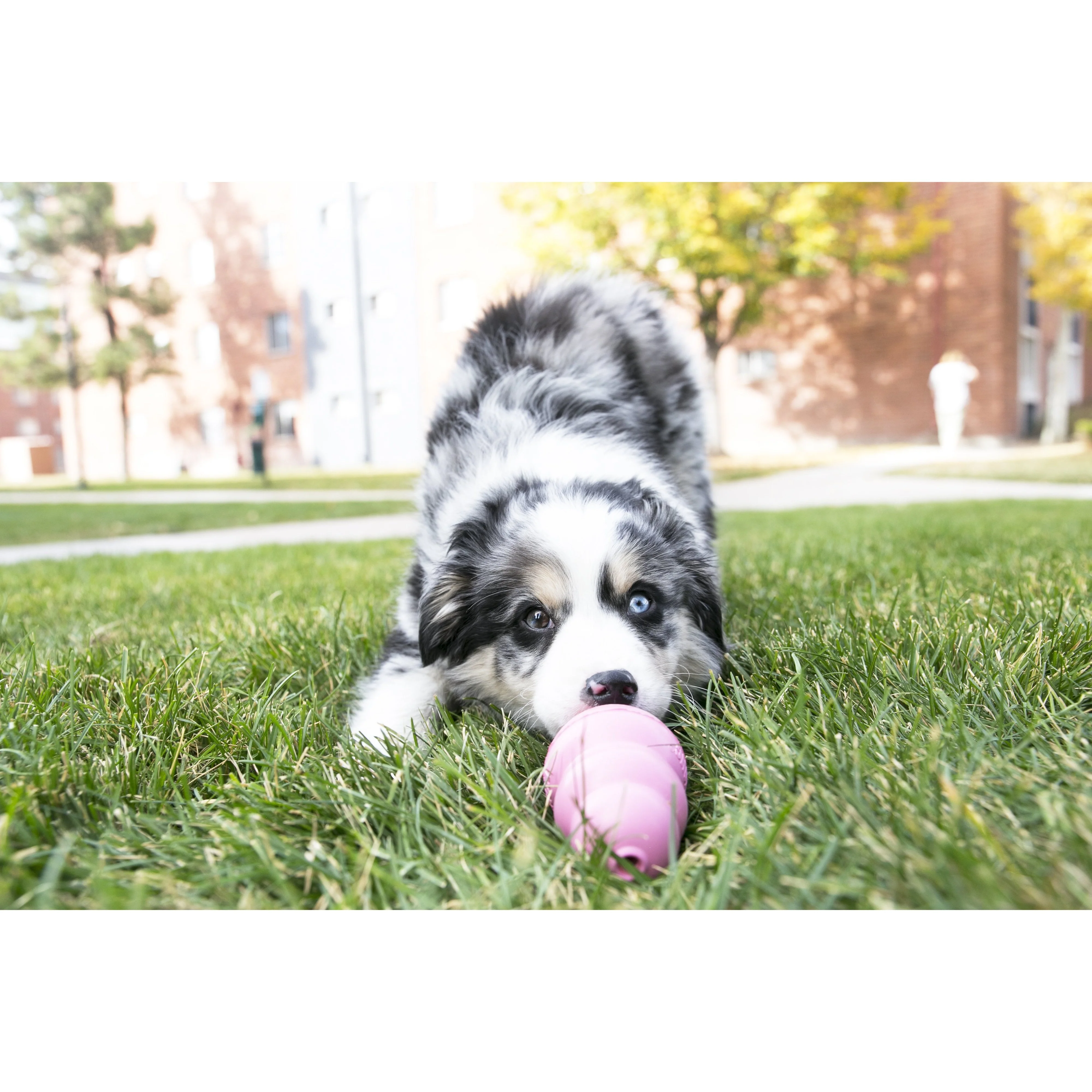 KONG Puppy Small Dog Toy - Image 3