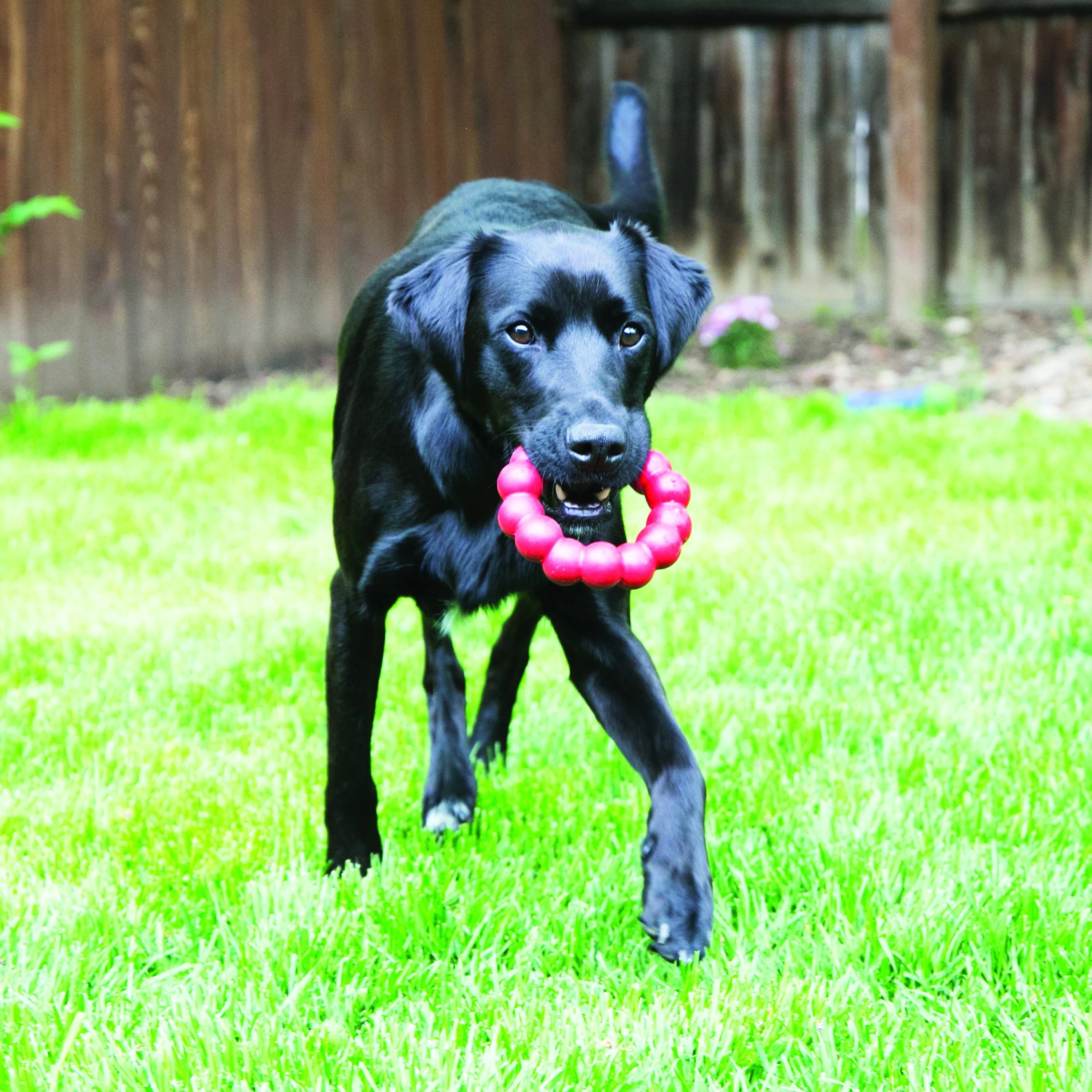 KONG Ring Extra Large Dog Toy - Image 3
