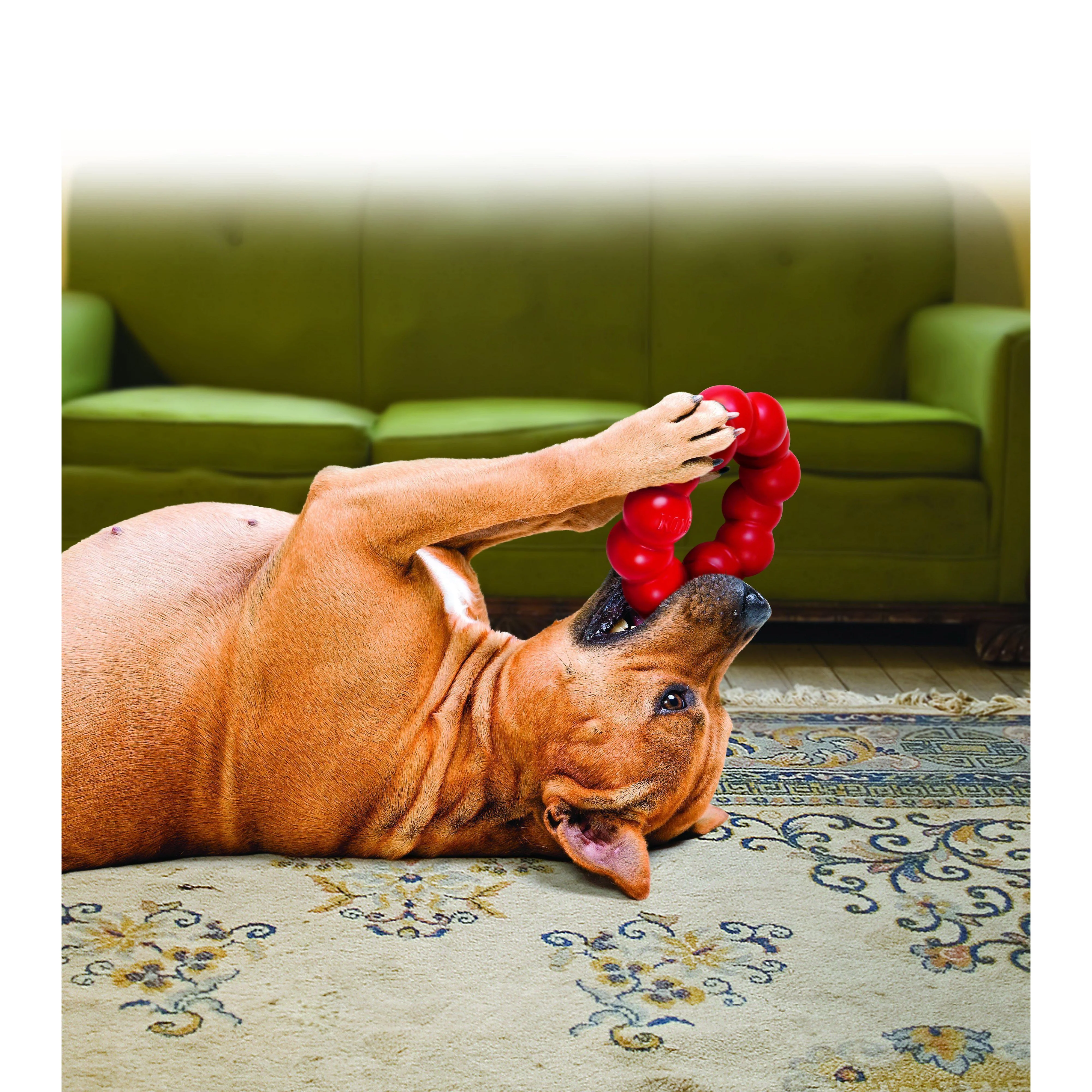 KONG Ring Small/Medium Dog Toy - Image 3