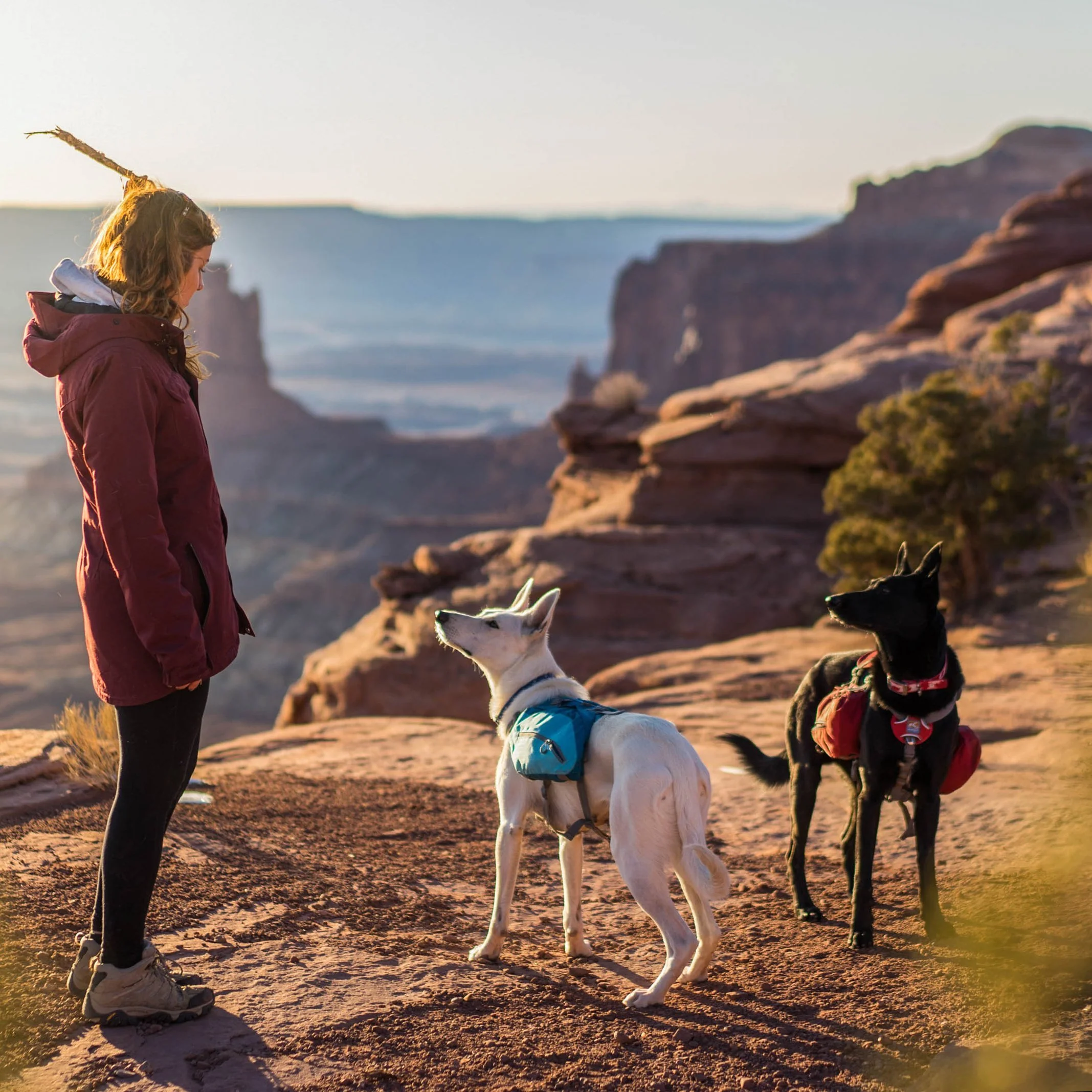 Kurgo Baxter Dog Pack - Image 13