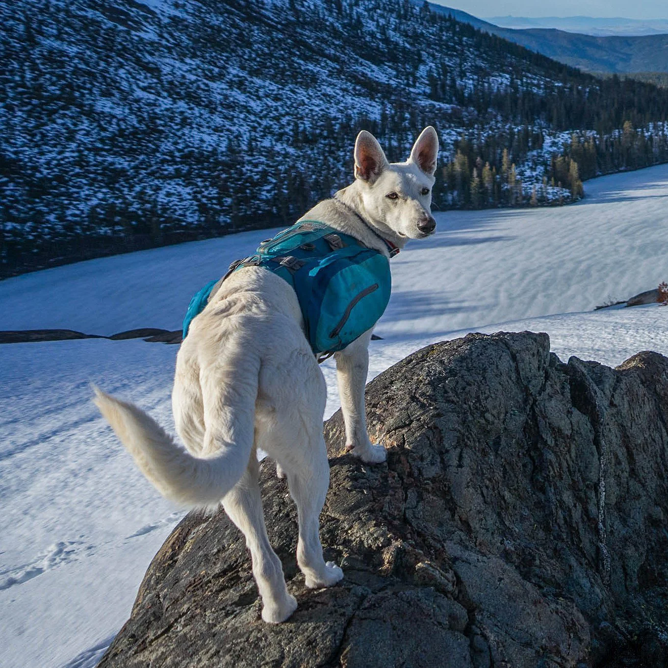Kurgo Big Baxter Dog Pack - Image 12