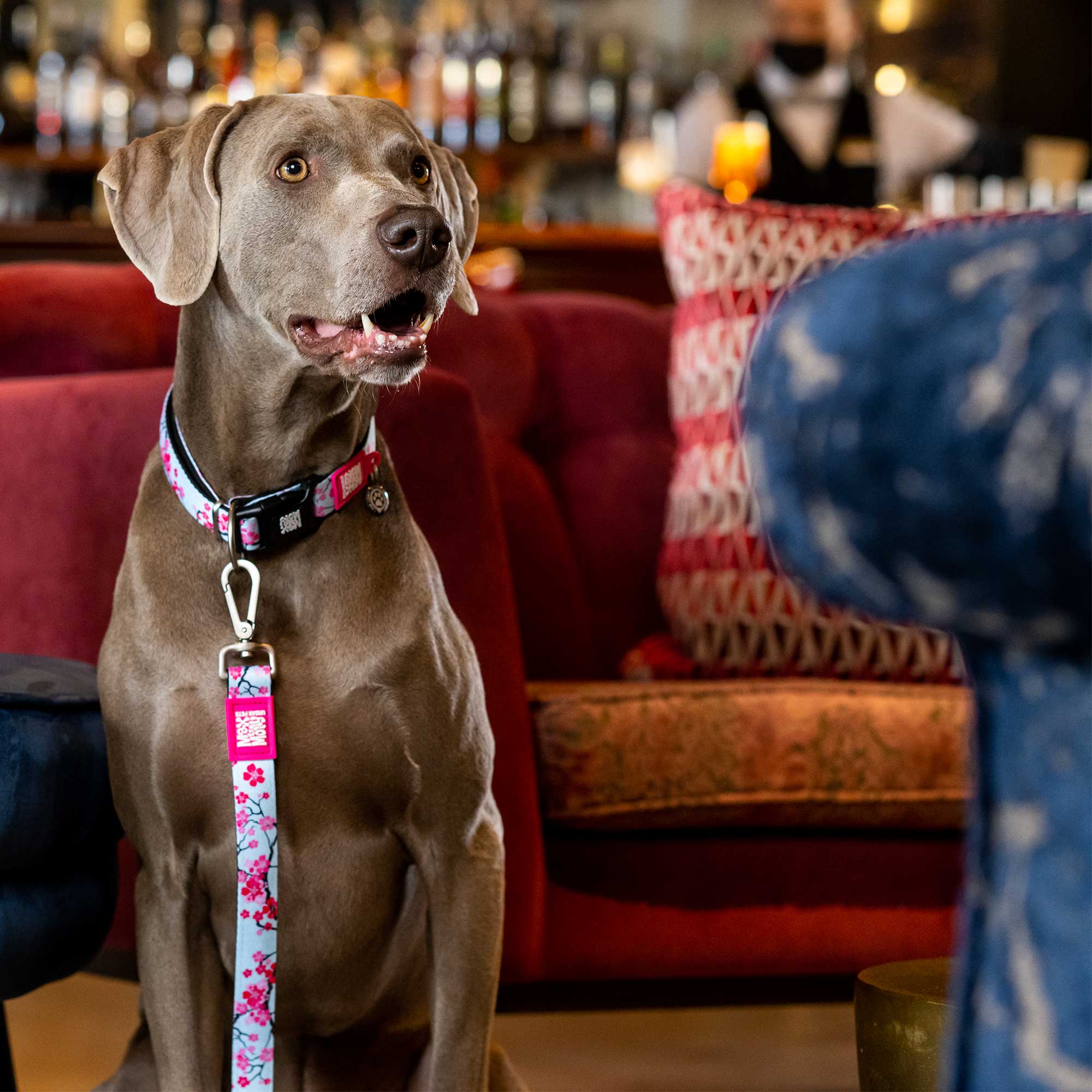 Max & Molly Cherry Bloom Short Dog Lead Large - Image 3