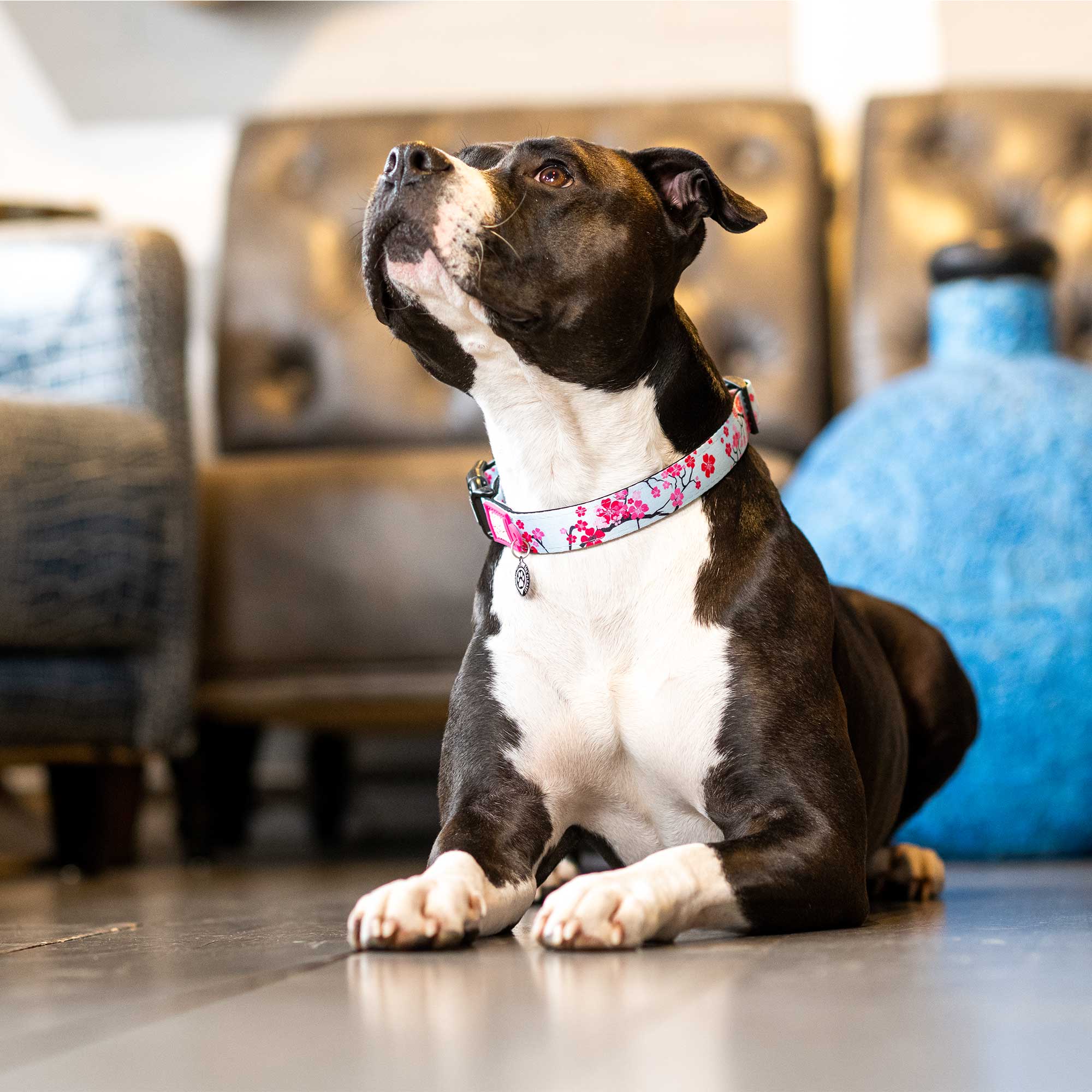 Max & Molly Cherry Bloom Smart ID Dog Collar Large - Image 4