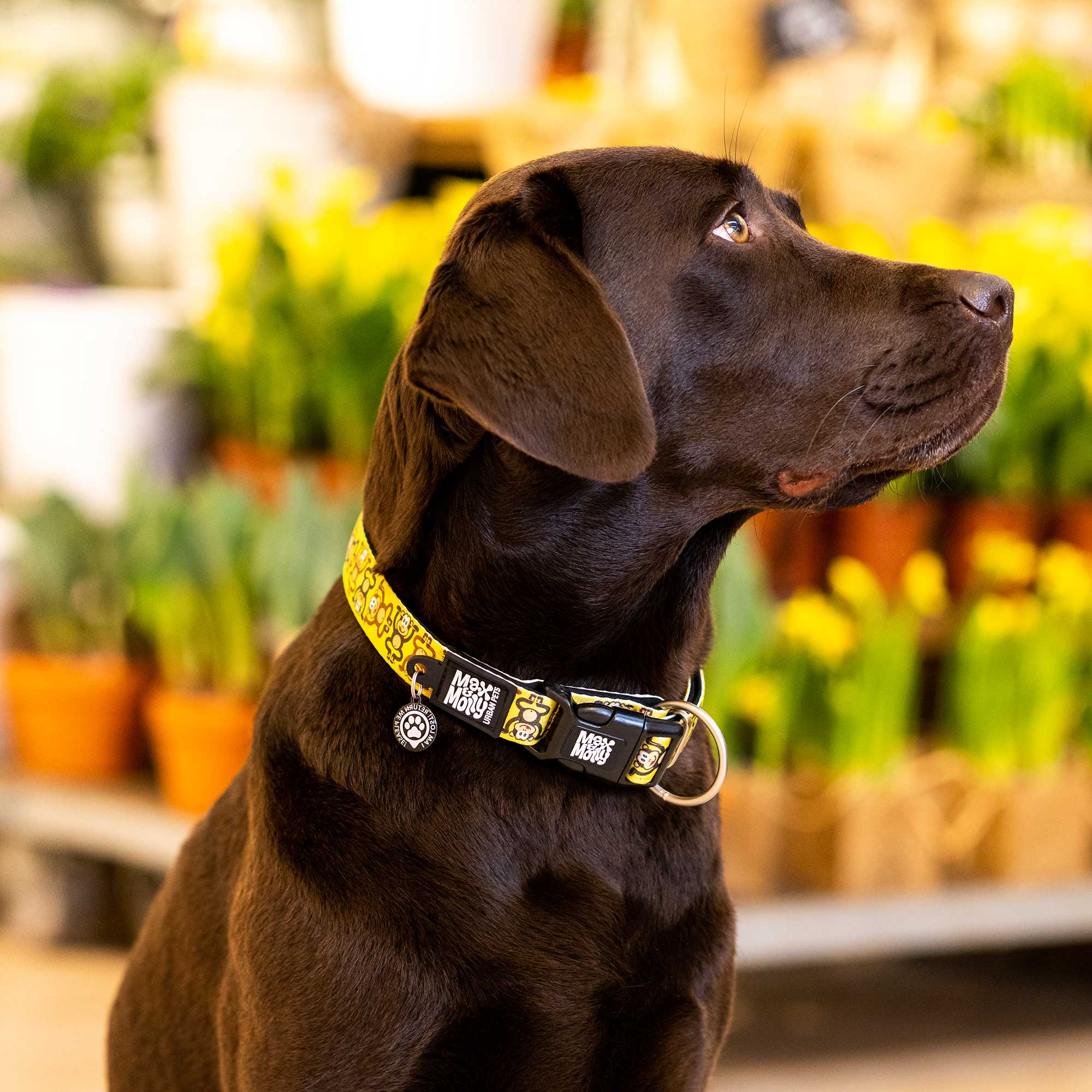 Max & Molly Monkey Maniac Smart ID Dog Collar Small - Image 4