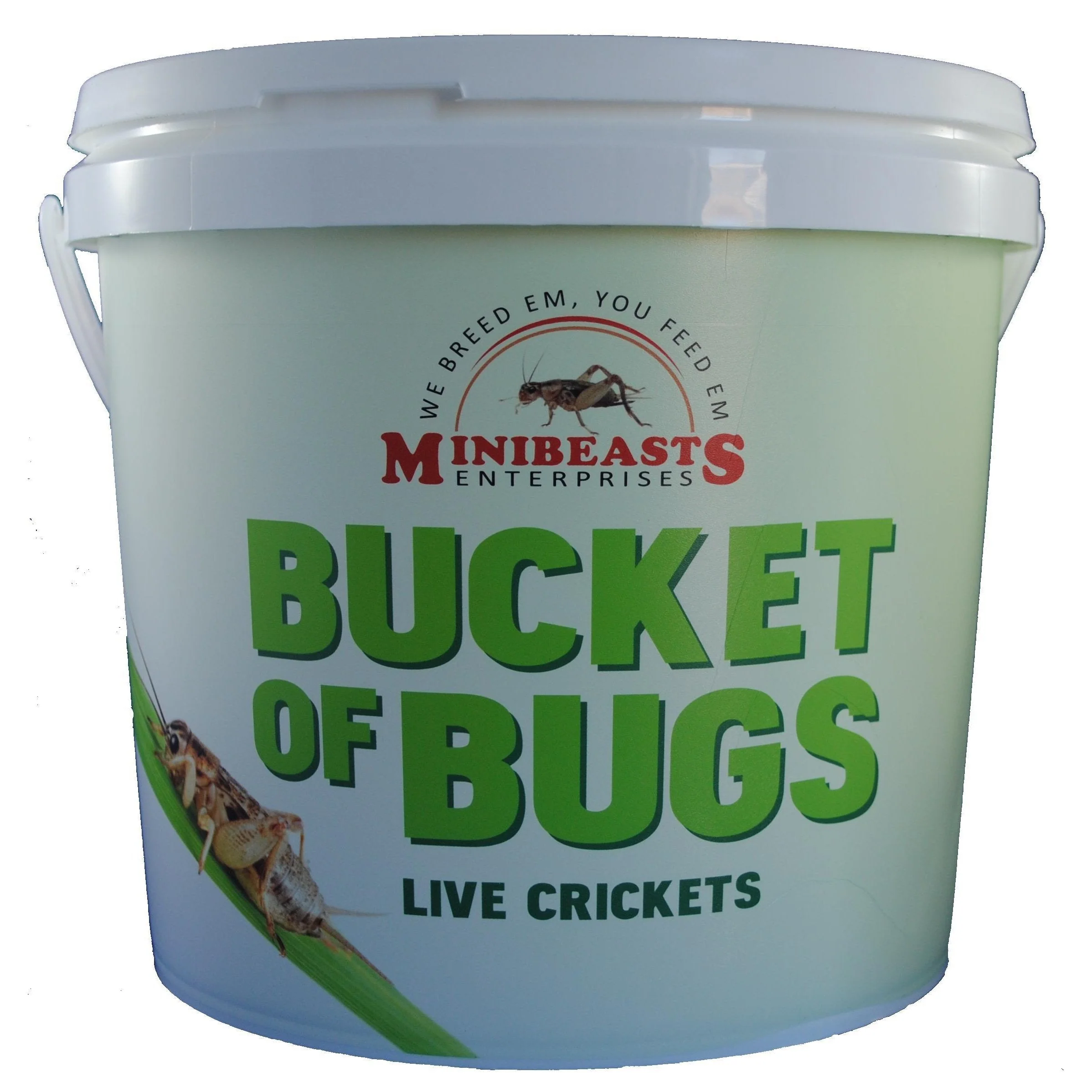 Minibeasts Bucket of Bugs Large Live Crickets