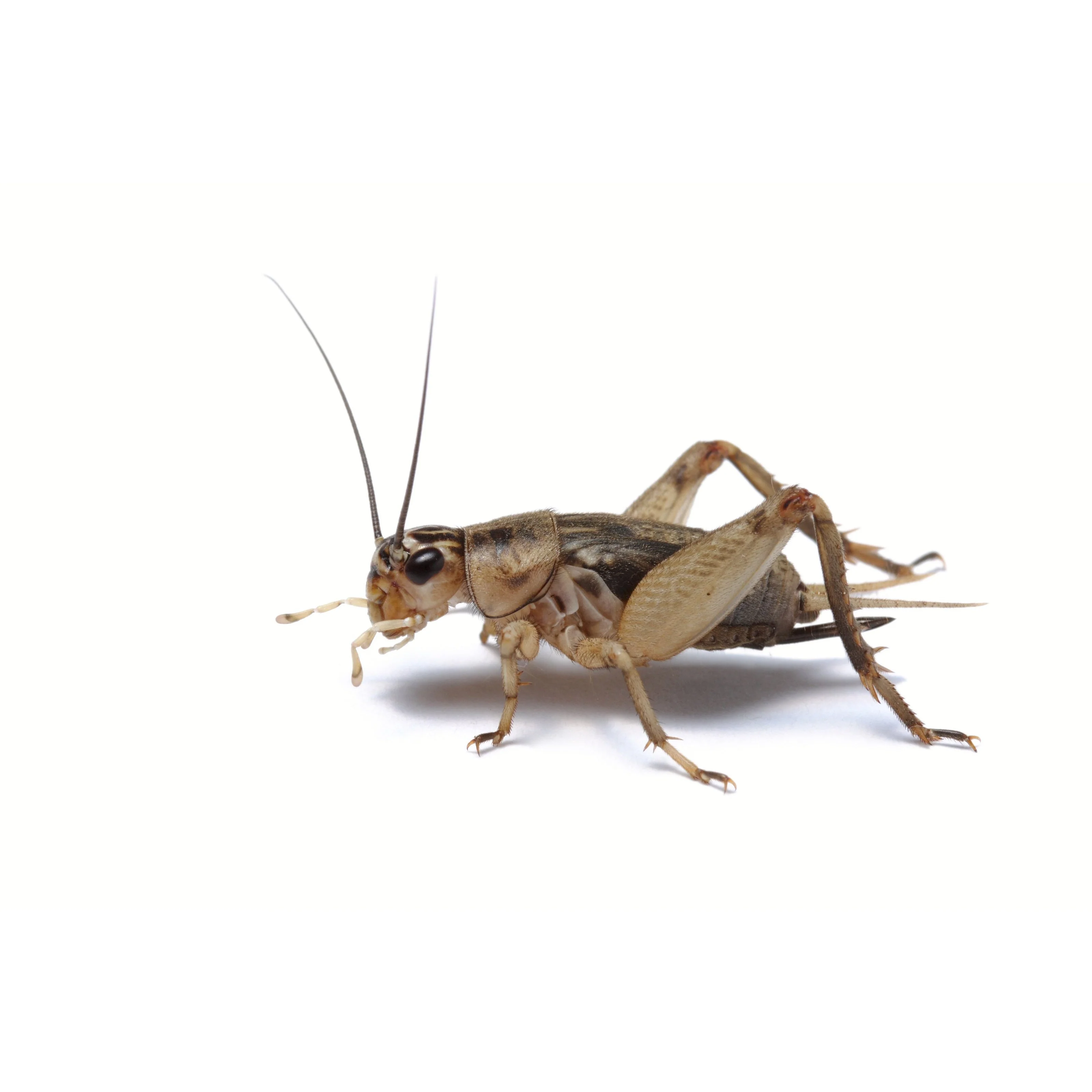 Minibeasts Crickets Tub Small - Image 2