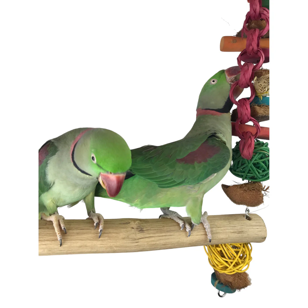 Ninos Java Giant Swing for Birds - Image 4