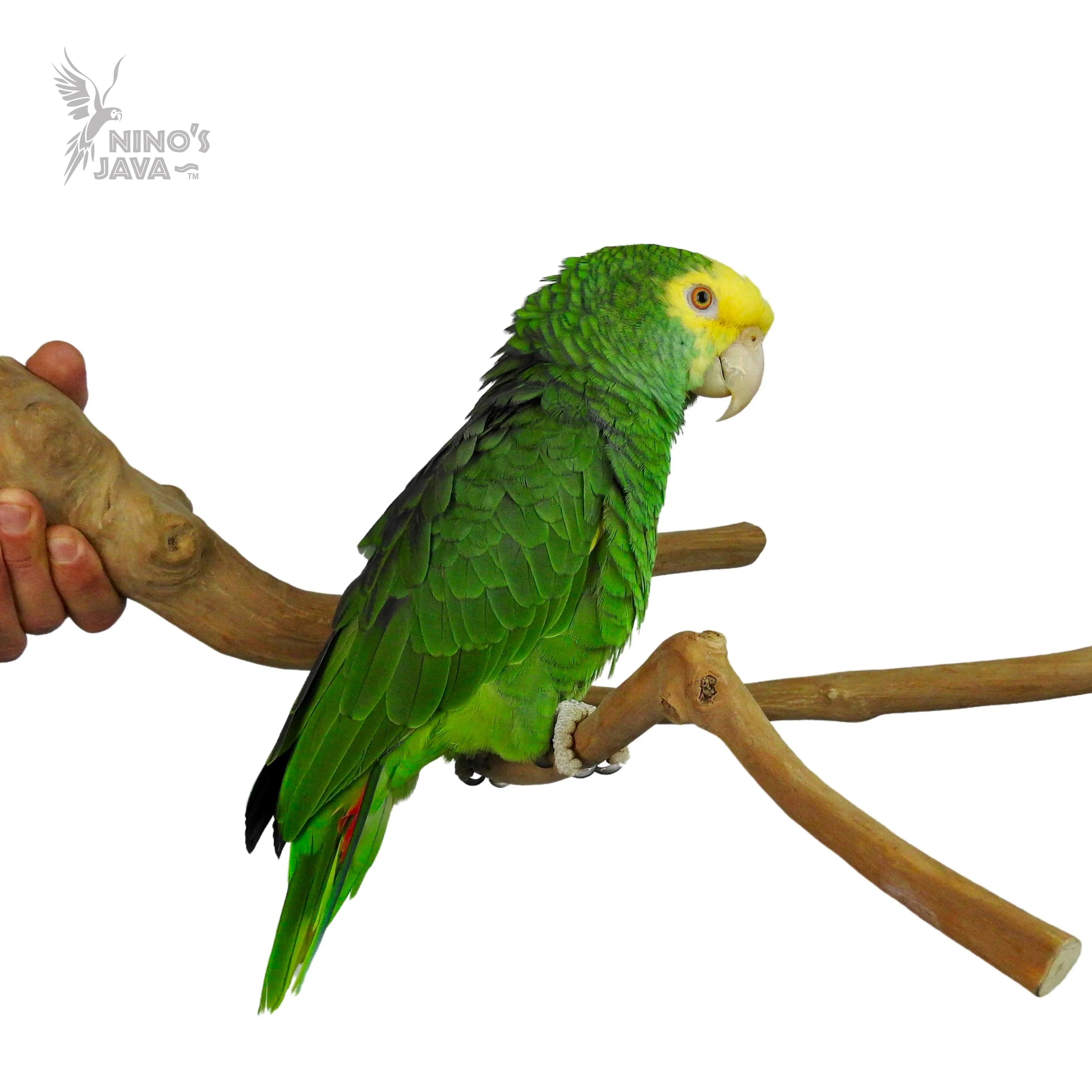 Ninos Java Multi Branch Perch for Birds Small - Image 3