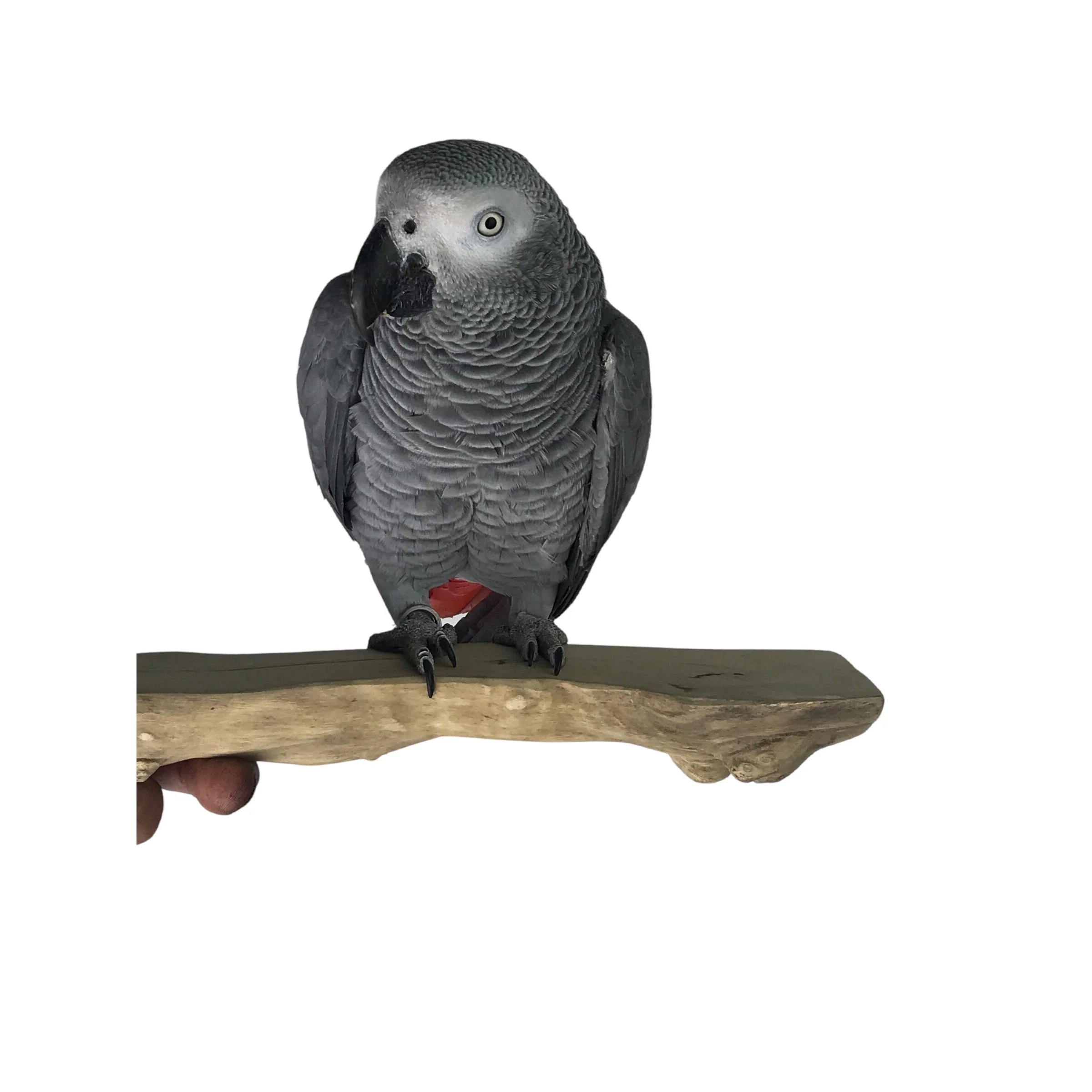 Ninos Java Stage Perch for Birds Medium - Image 2