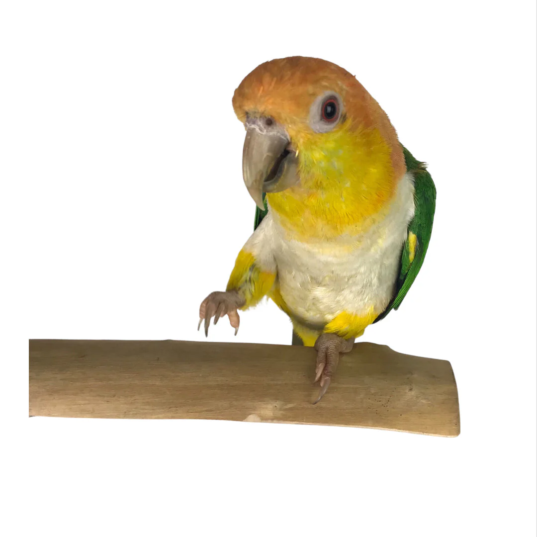 Ninos Java Stage Perch for Birds Small - Image 2