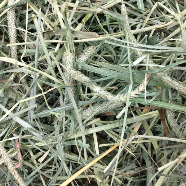 Oxbow Hay Blend Timothy/Orchard 2.55kg - Image 3