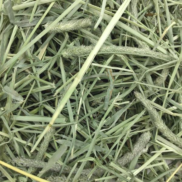 Oxbow Western Timothy Hay 425g - Image 3