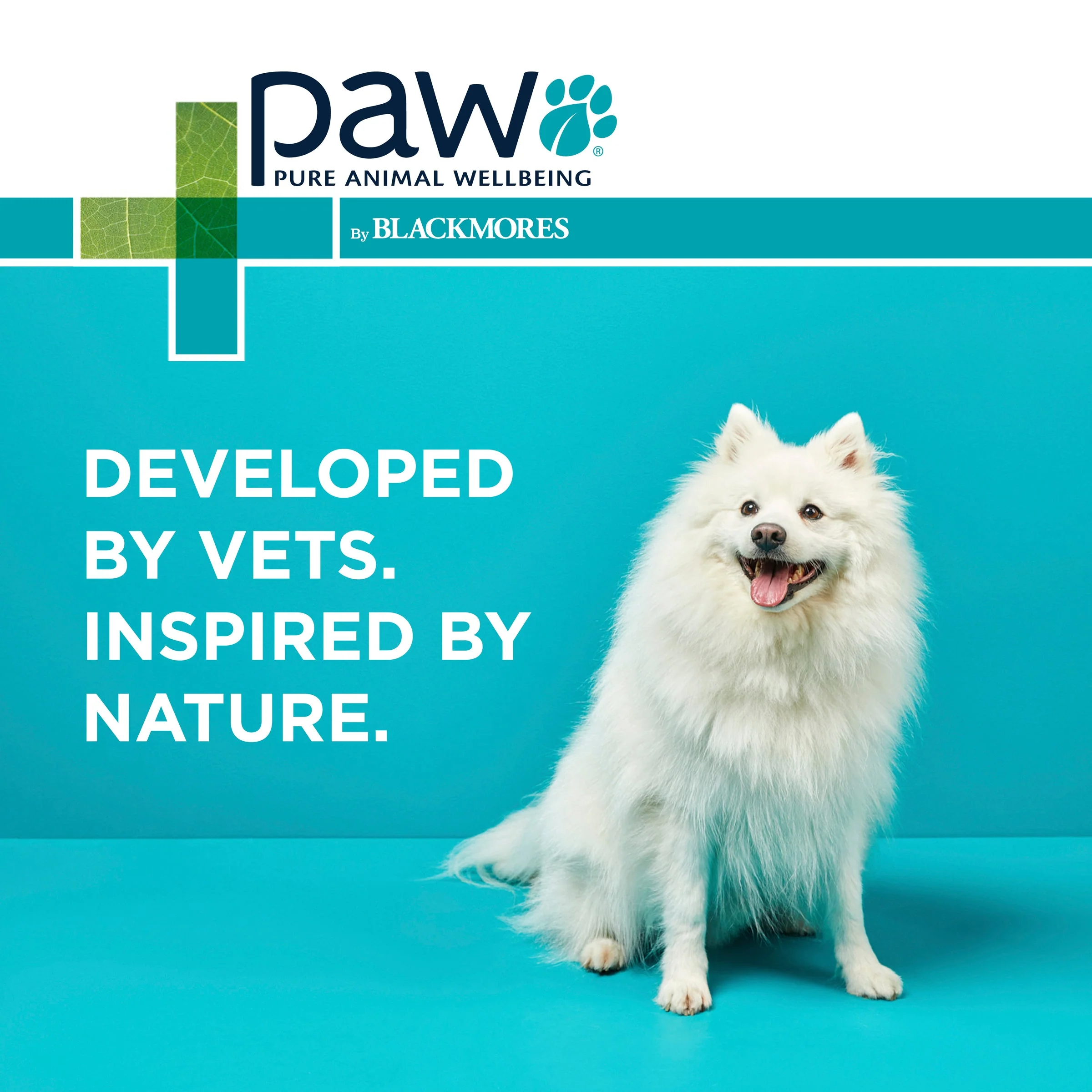 PAW by Blackmores MediDerm Gentle Medicated Shampoo for Dogs 200ml - Image 8