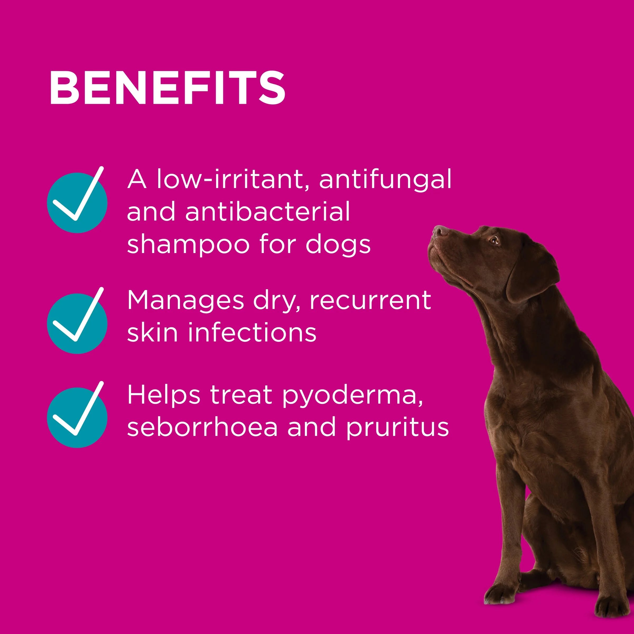 PAW by Blackmores MediDerm Gentle Medicated Shampoo for Dogs 500ml - Image 6