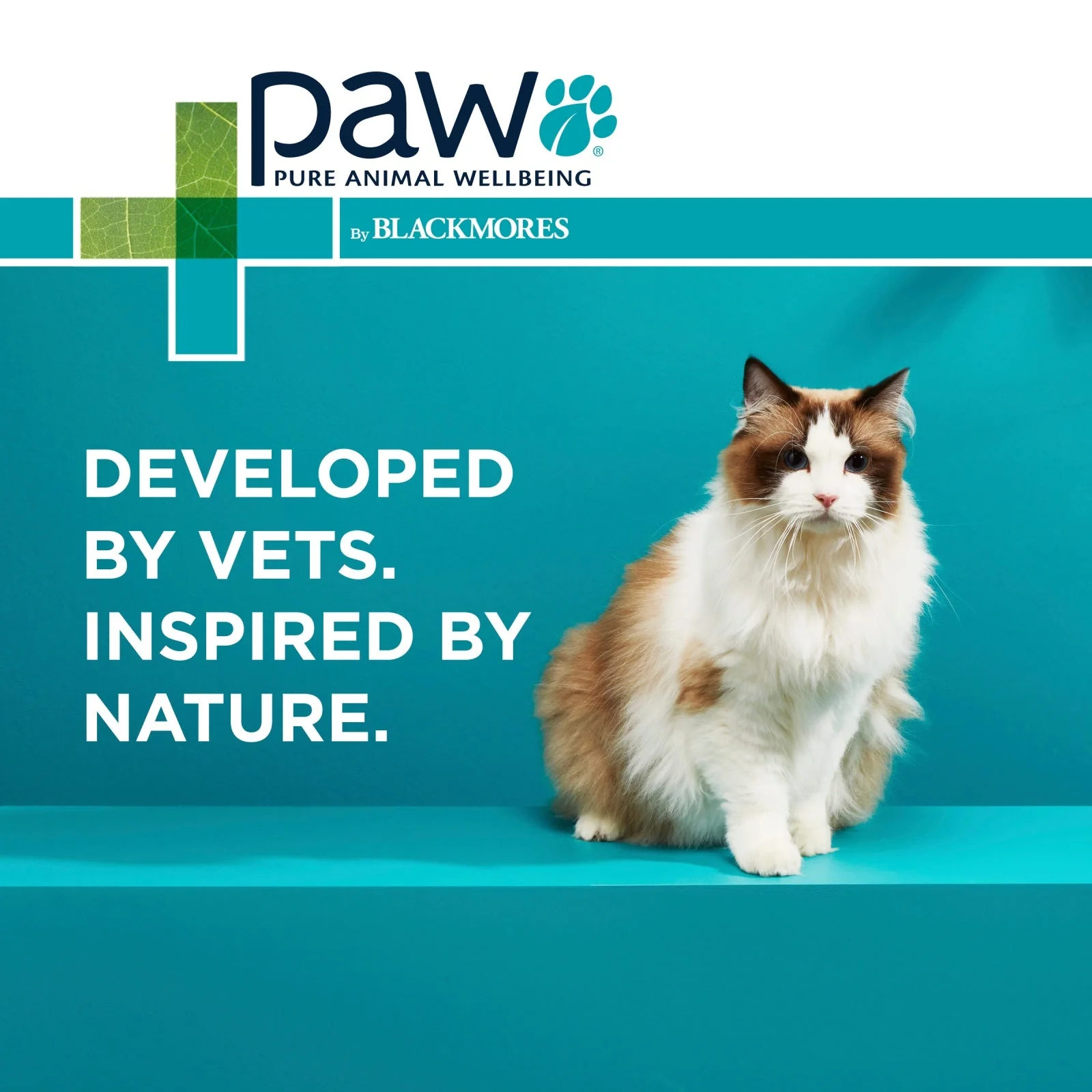 PAW by Blackmores Osteosupport Joint Care Powder Capsules for Cats 60 Pack - Image 9