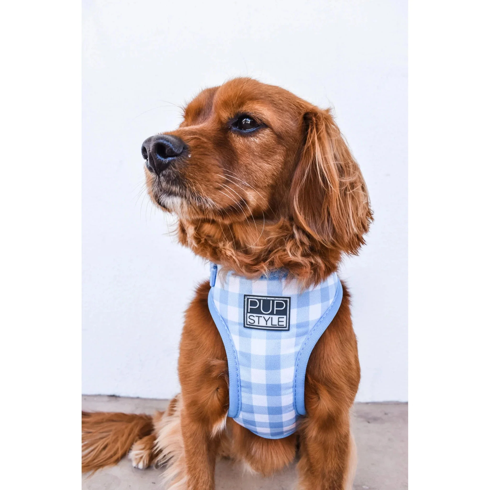 Pupstyle Suburban Collection Blueberry Muffin Dog Harness Small - Image 3