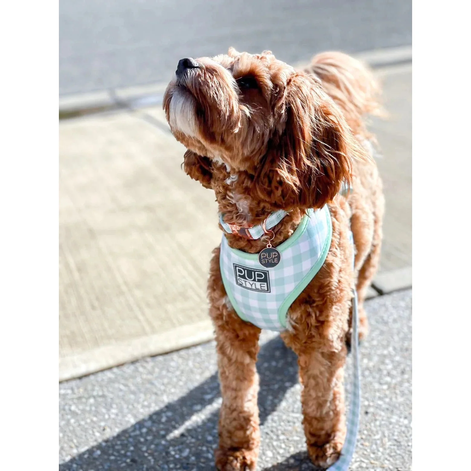 Pupstyle Suburban Collection Sweet Apple Dog Collar Small - Image 3