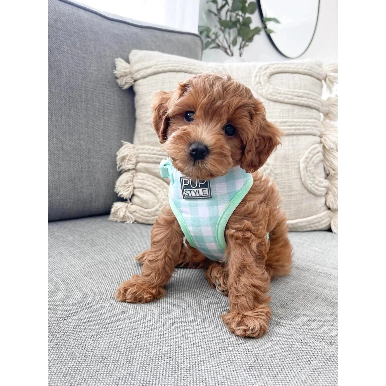 Pupstyle Suburban Collection Sweet Apple Dog Harness Extra Large - Image 5