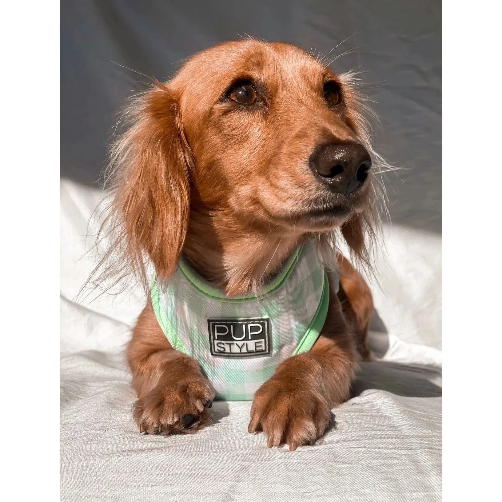 Pupstyle Suburban Collection Sweet Apple Dog Harness Medium - Image 6