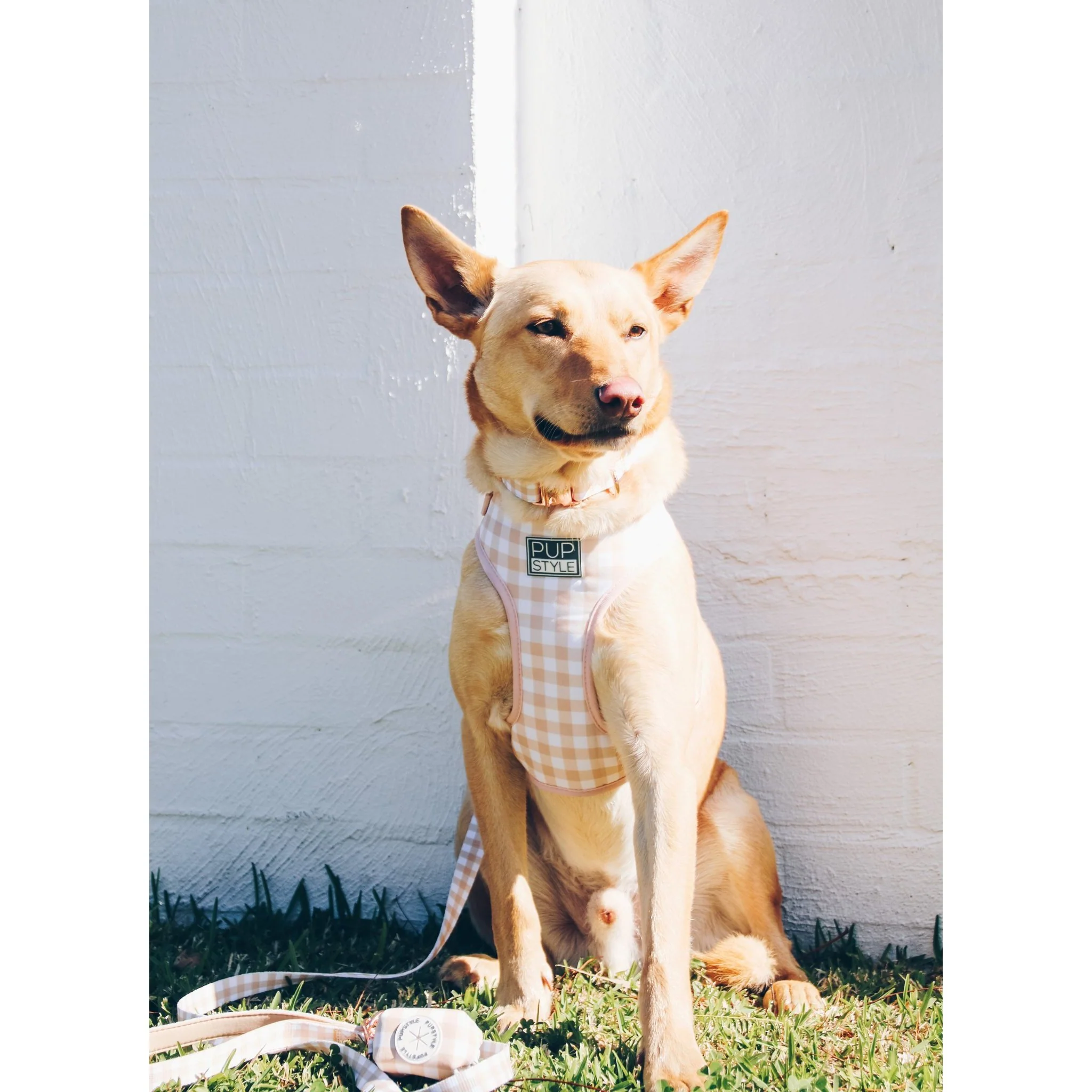 Pupstyle Suburban Creme Brulee Dog Collar Small - Image 3