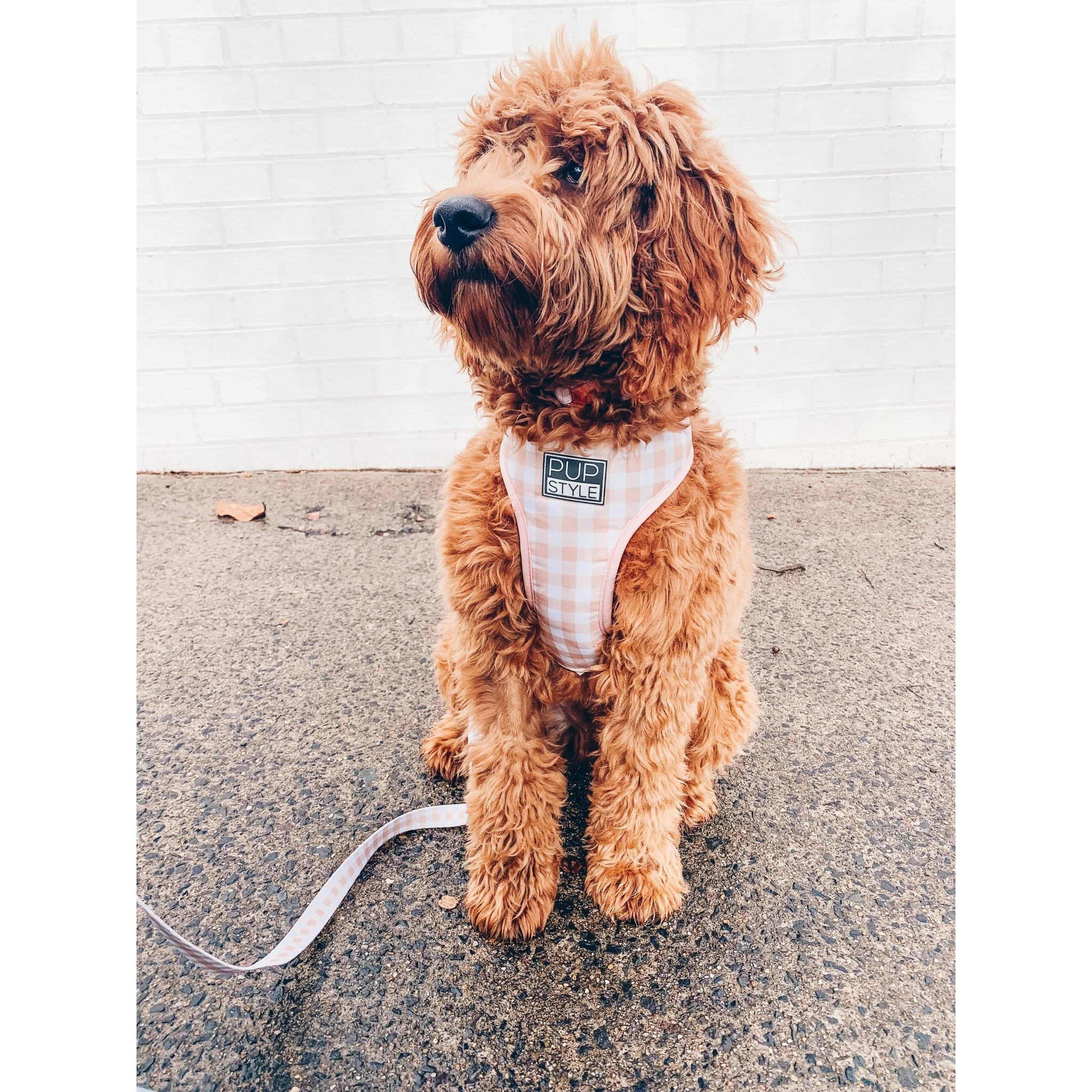 Pupstyle Suburban Creme Brulee Dog Harness Large - Image 4