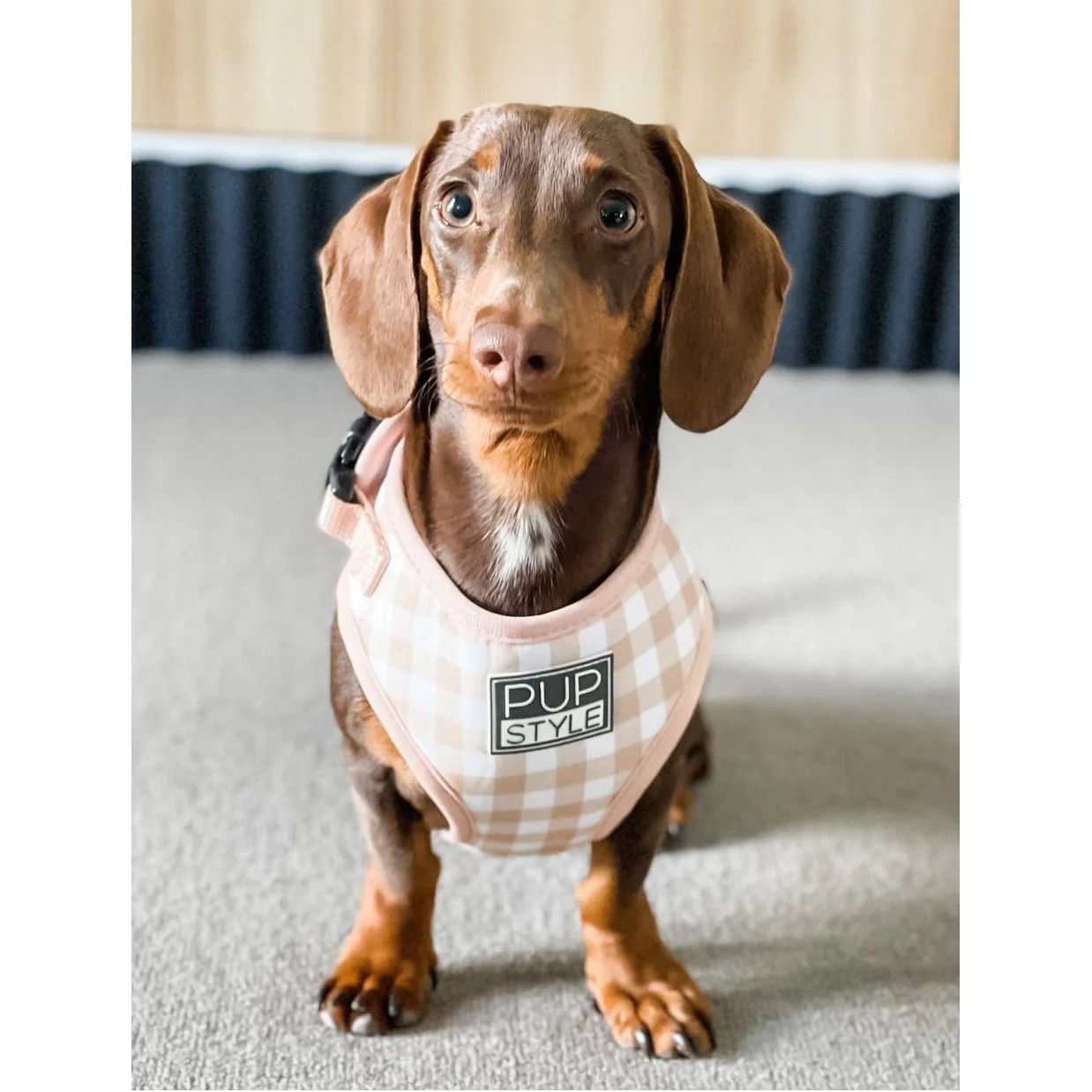Pupstyle Suburban Creme Brulee Dog Harness Large - Image 5