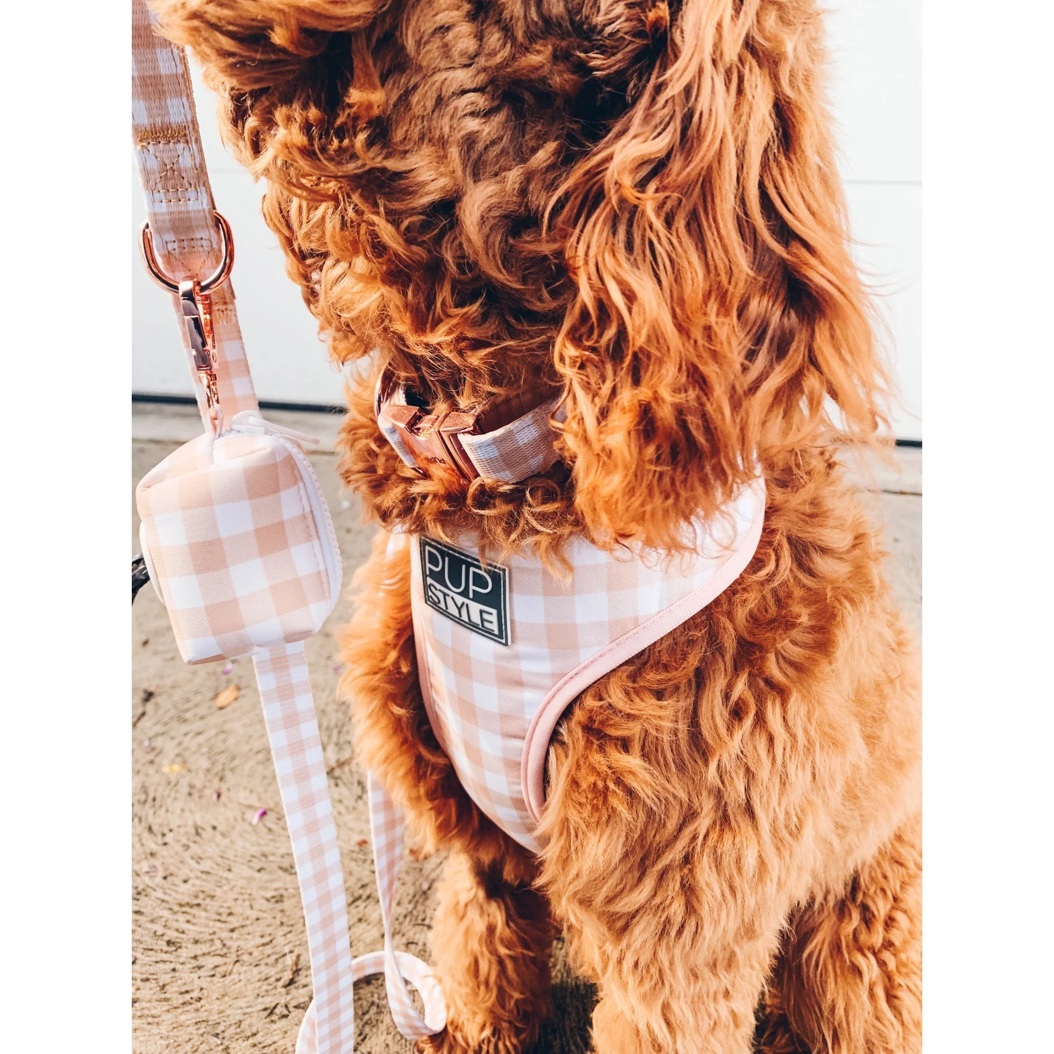 Pupstyle Suburban Creme Brulee Dog Lead - Image 4