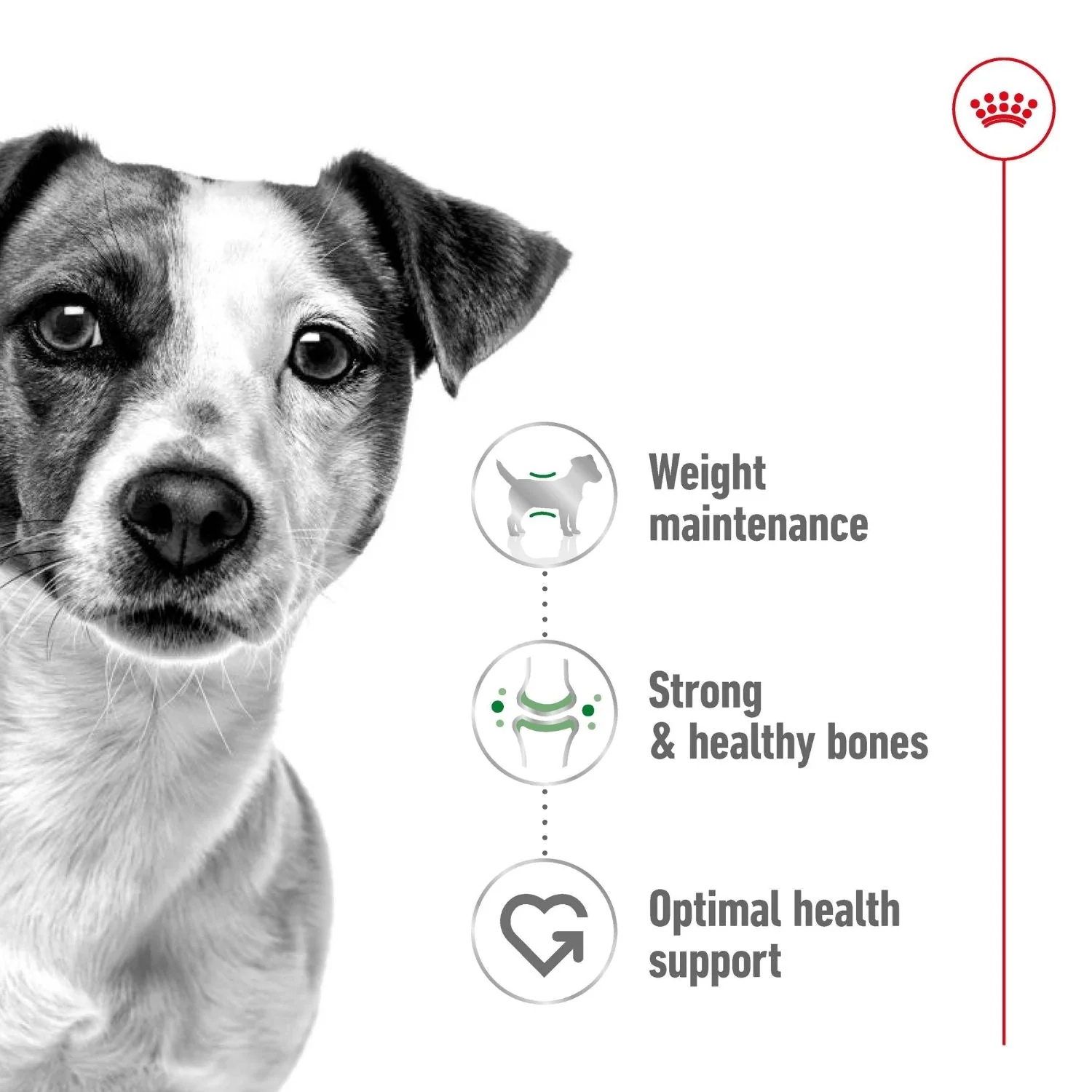 Royal Canin Dog Mini Adult Dry Food 2kg - Image 4