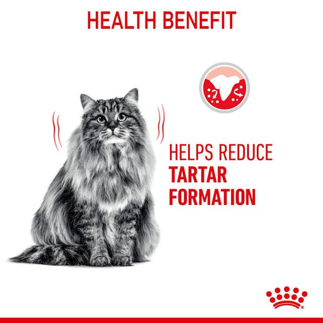 Royal Canin Cat Dental Care Adult Dry Food 1.5kg - Image 5