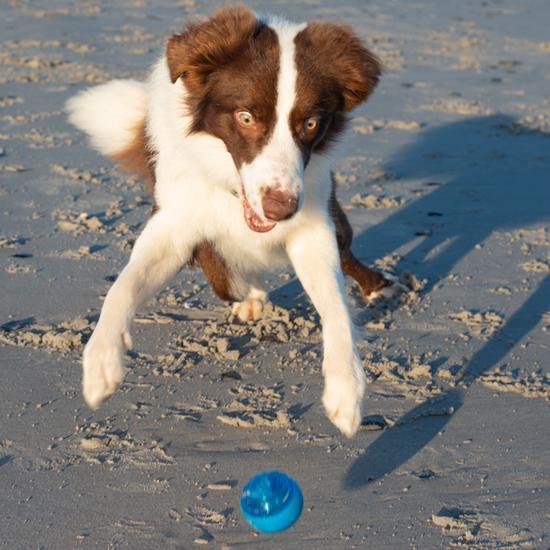 Rogz Squeekz Ball Dog Toy Blue - Image 4