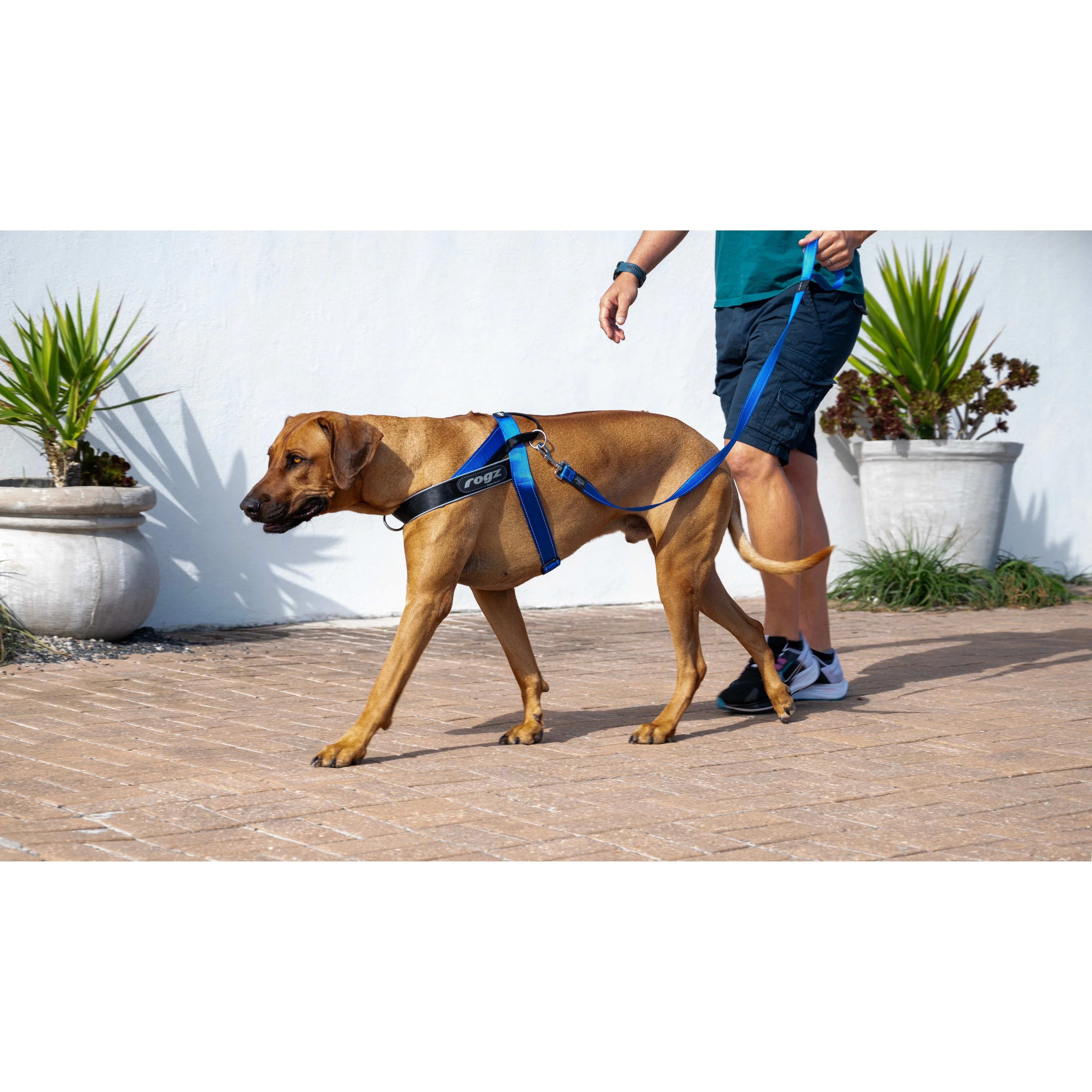 Rogz Utility LetzGo Personalisable Harness Blue Med/Lge - Image 2