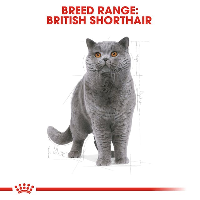 Royal Canin Cat British Shorthair Adult Dry Food 2kg - Image 3