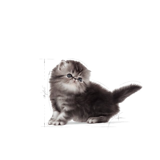 Royal Canin Persian Kitten Dry Food 2KG - Image 6
