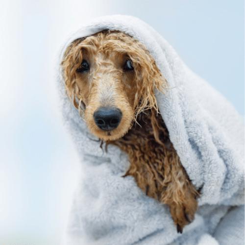 Serotoninkc Nude Ultra Sensitive Conditioner for Dogs 500ml* - Image 2