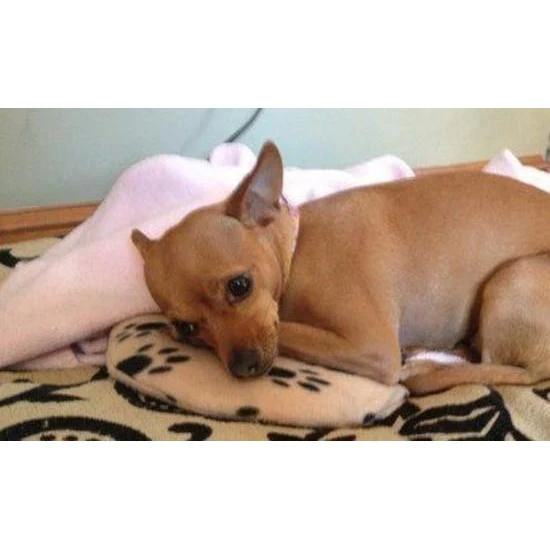 Snugglesafe Microwave Heat Pad for Dogs and Cats - Image 6