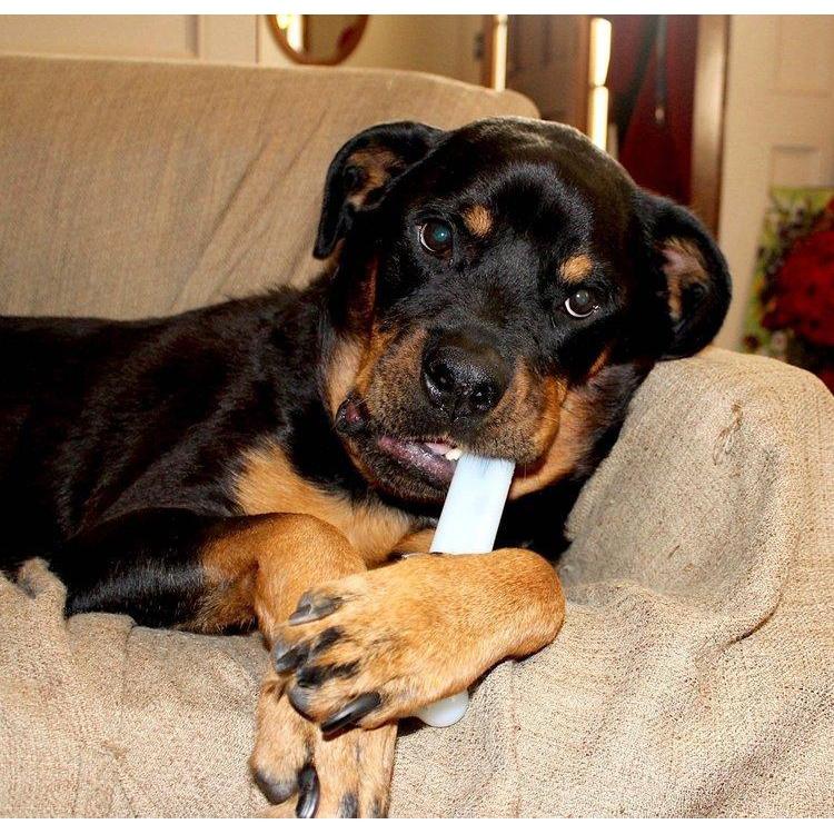Sporn Marrow Bone Small Dog Toy - Image 2