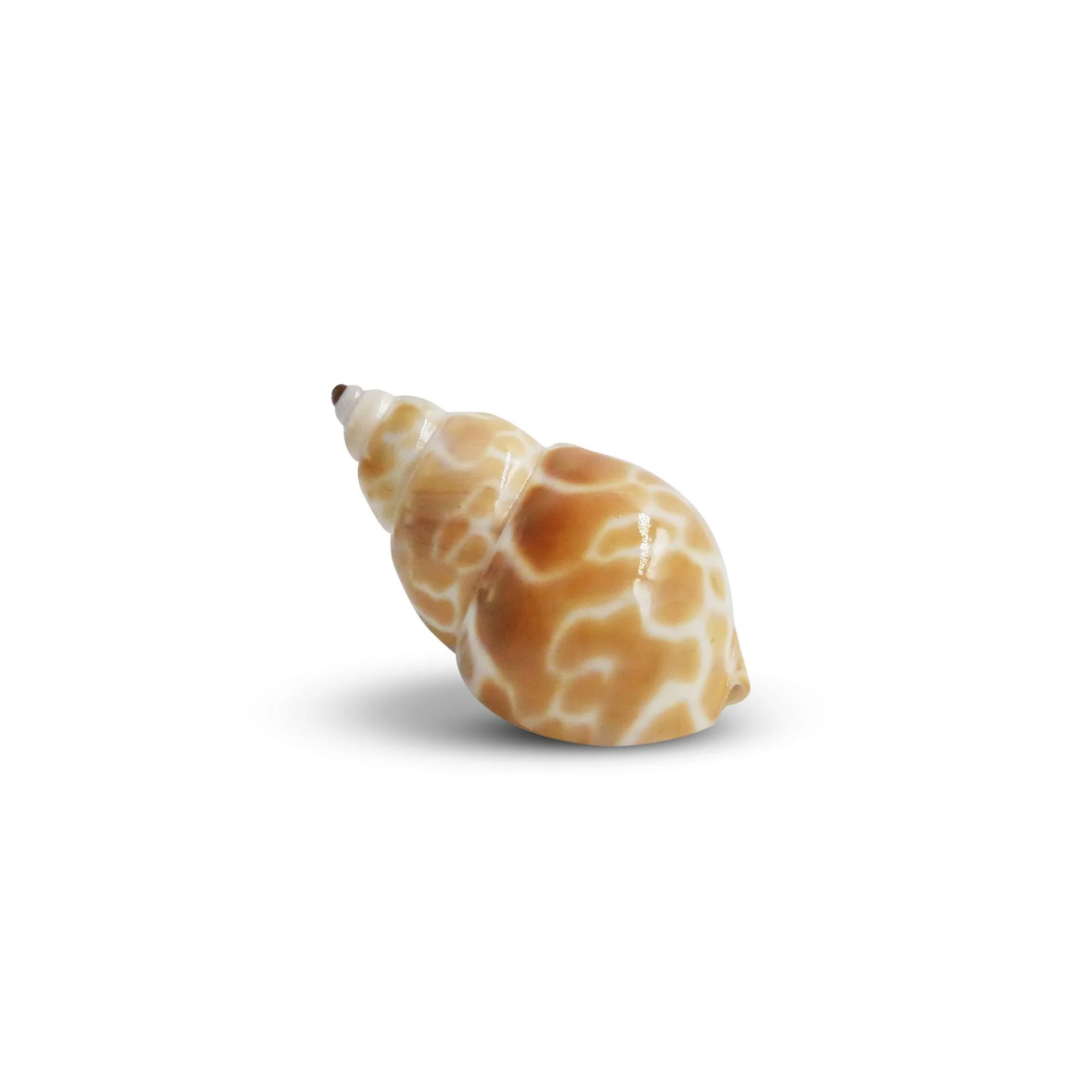 The Krabooz Undercover Natural Shell Large* - Image 3