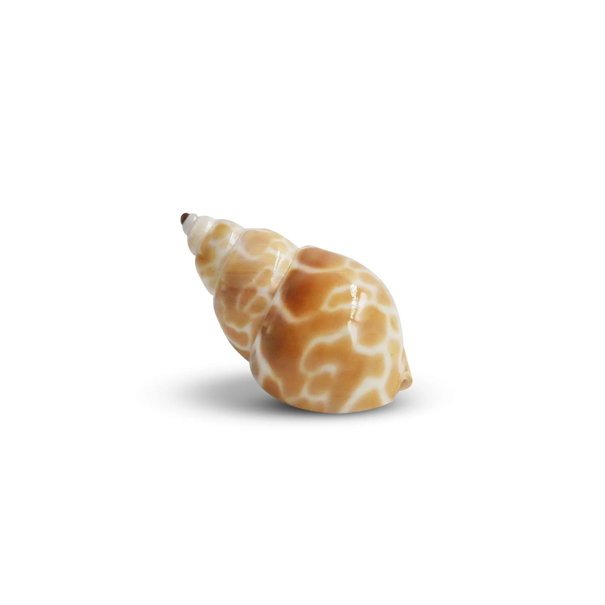 The Krabooz Undercover Natural Shell Medium* - Image 2