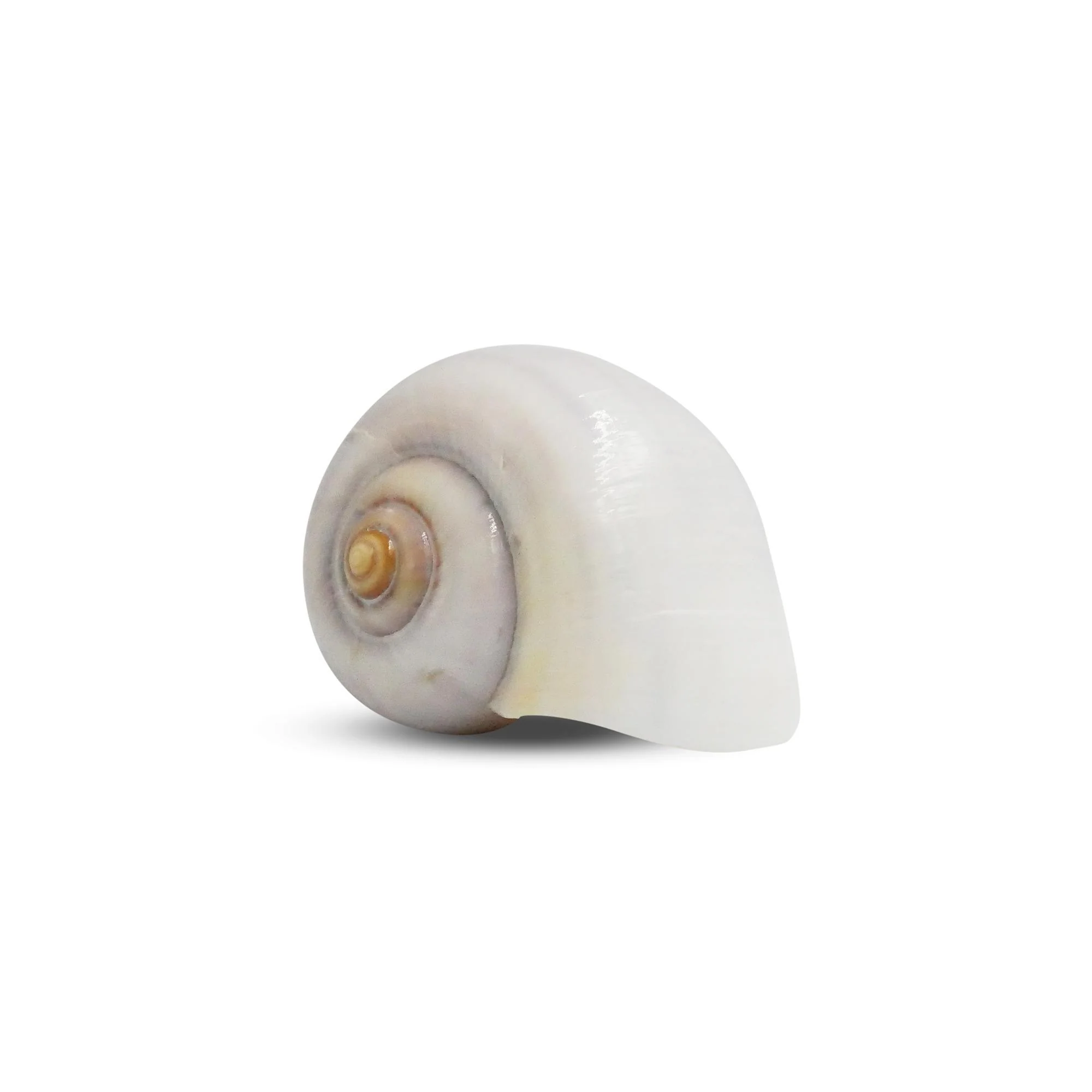 The Krabooz Undercover Natural Shell Medium* - Image 3