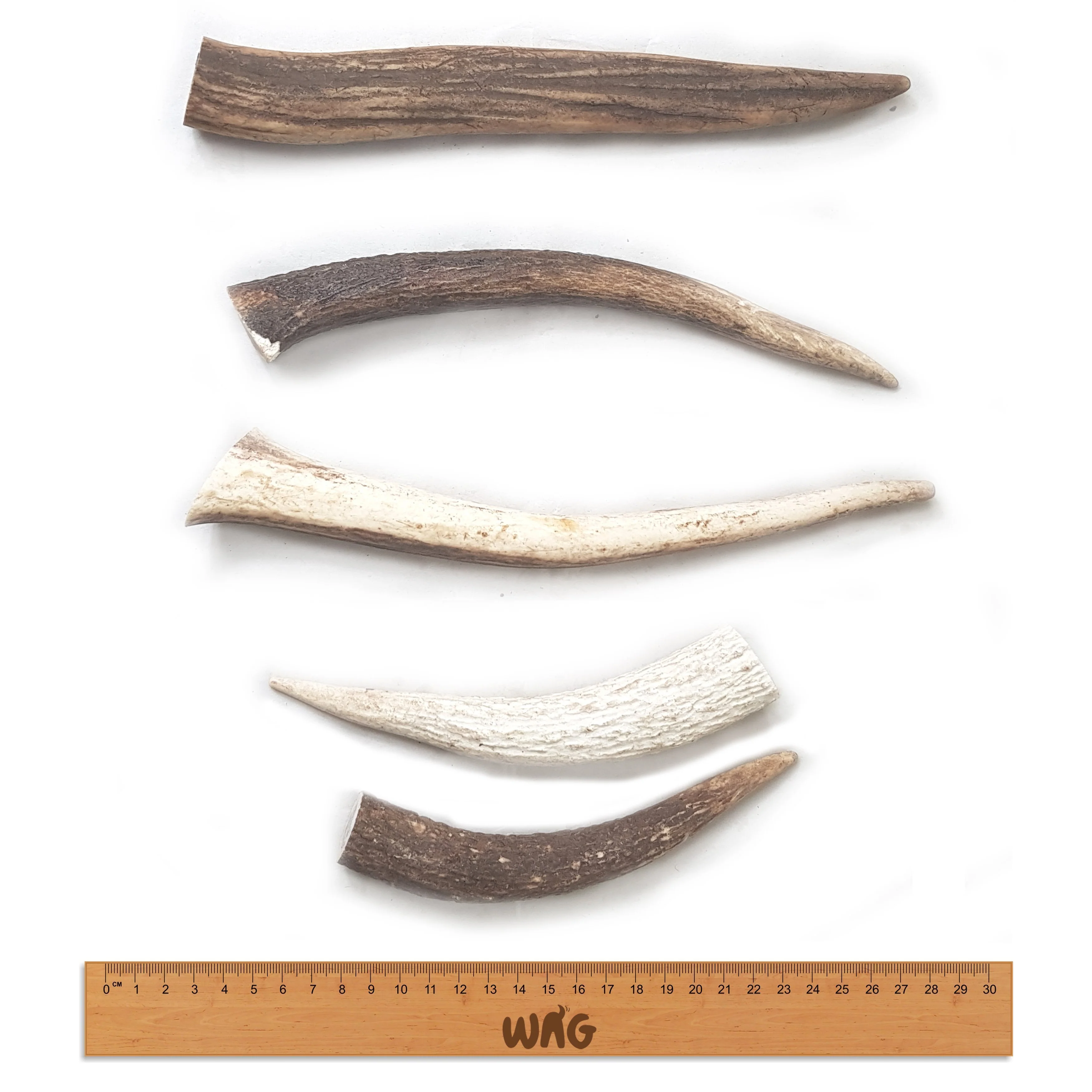 Wag Whole Antler Small Dog Chew Treat - Image 3
