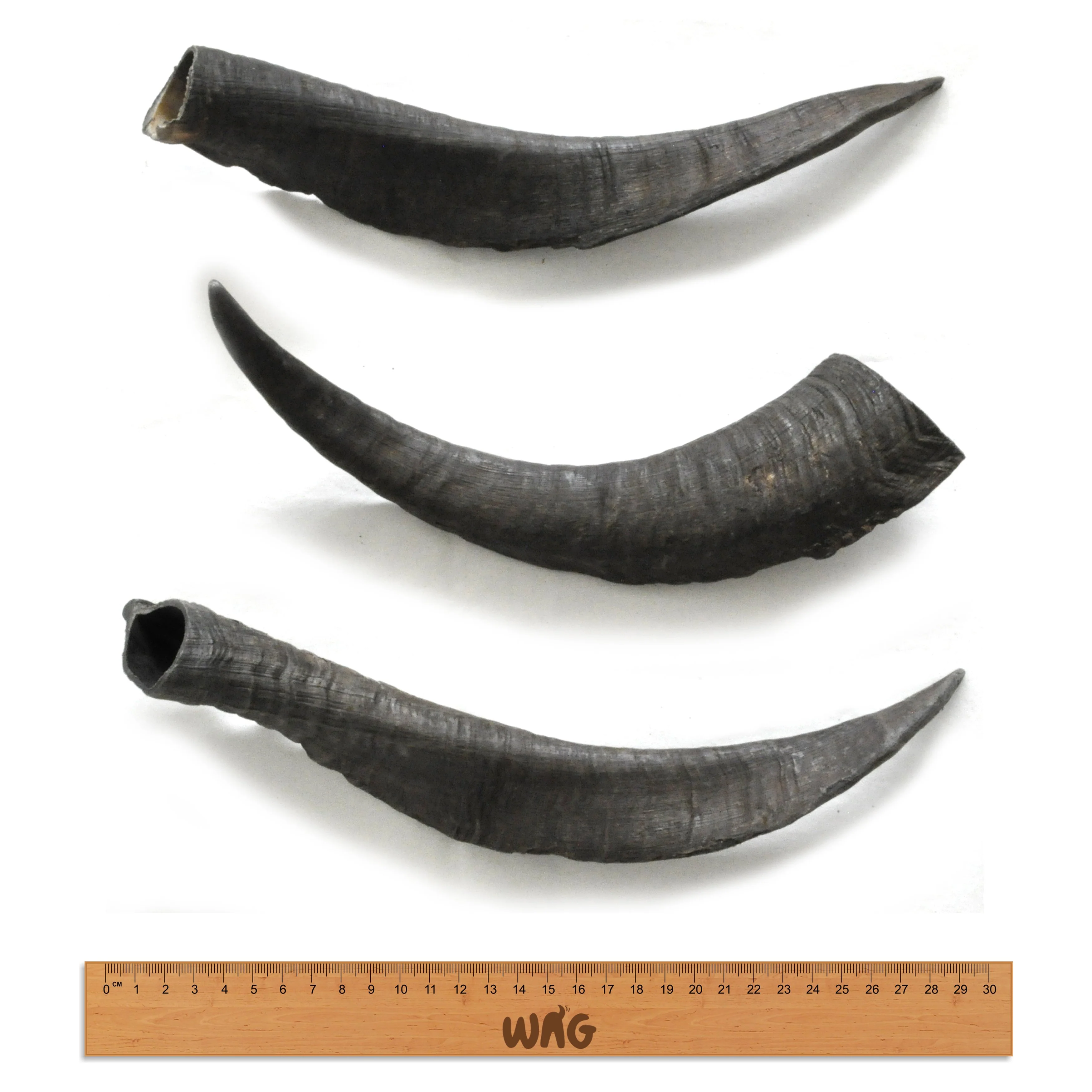 Wag Goat Horn Large Dog Chew Treat - Image 3